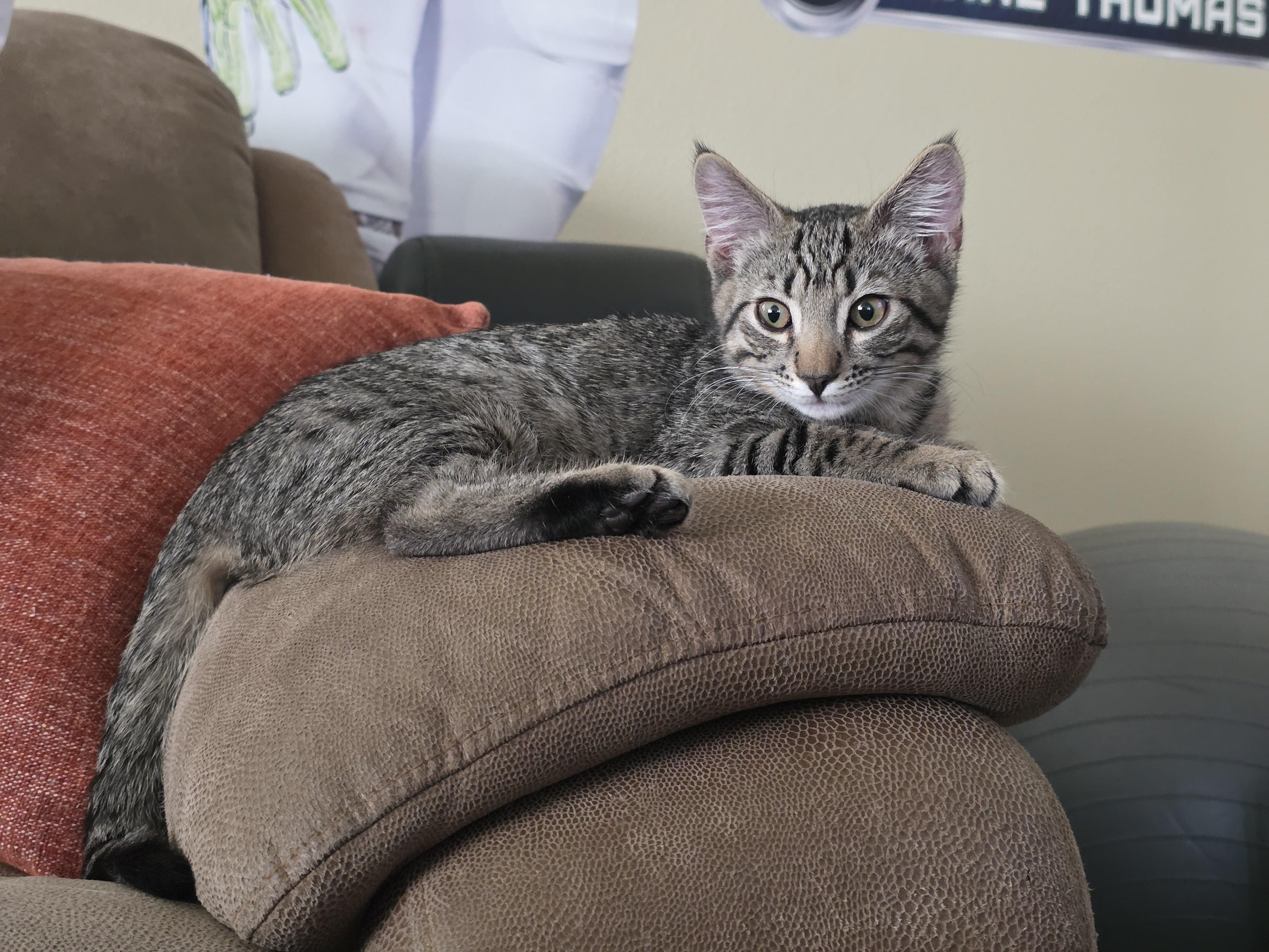 Percival, a Adoptable Domestic Short Hair in Kennewick, WA image 4/5