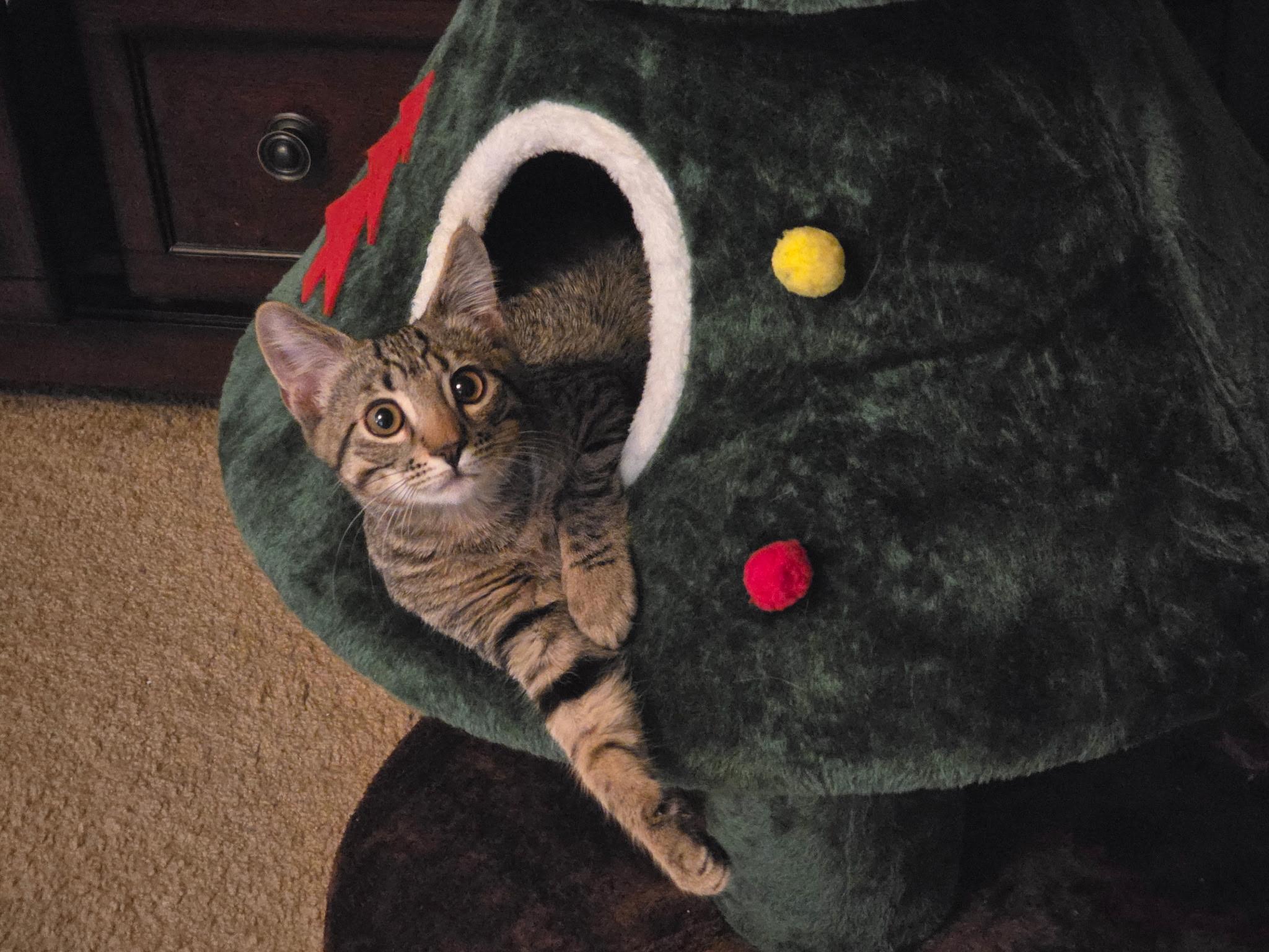 Percival, a Adoptable Domestic Short Hair in Kennewick, WA image 5/5