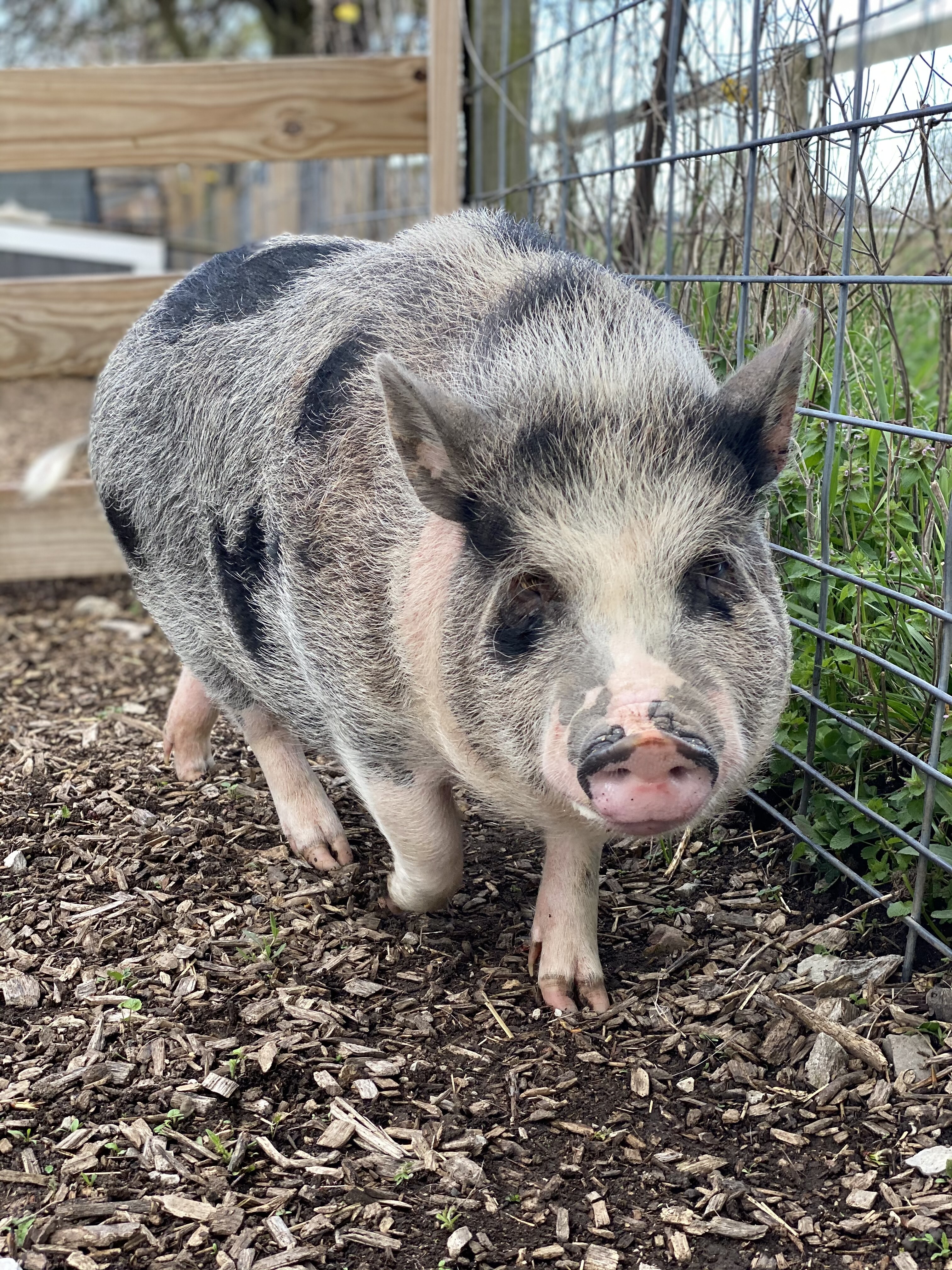 Pua Mcdoogleson photo 3