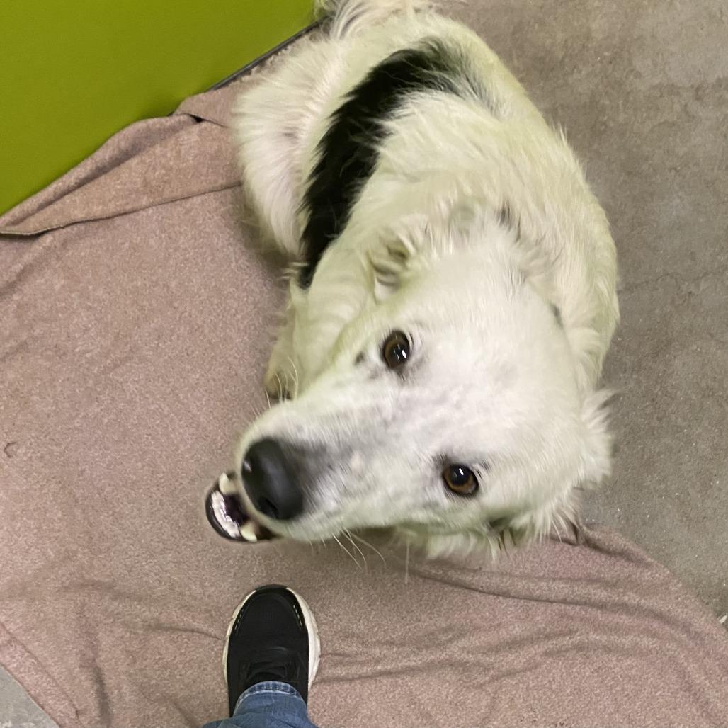 Enlarge Rex, a Adoptable mixed breed in Spokane, WA image 1/5