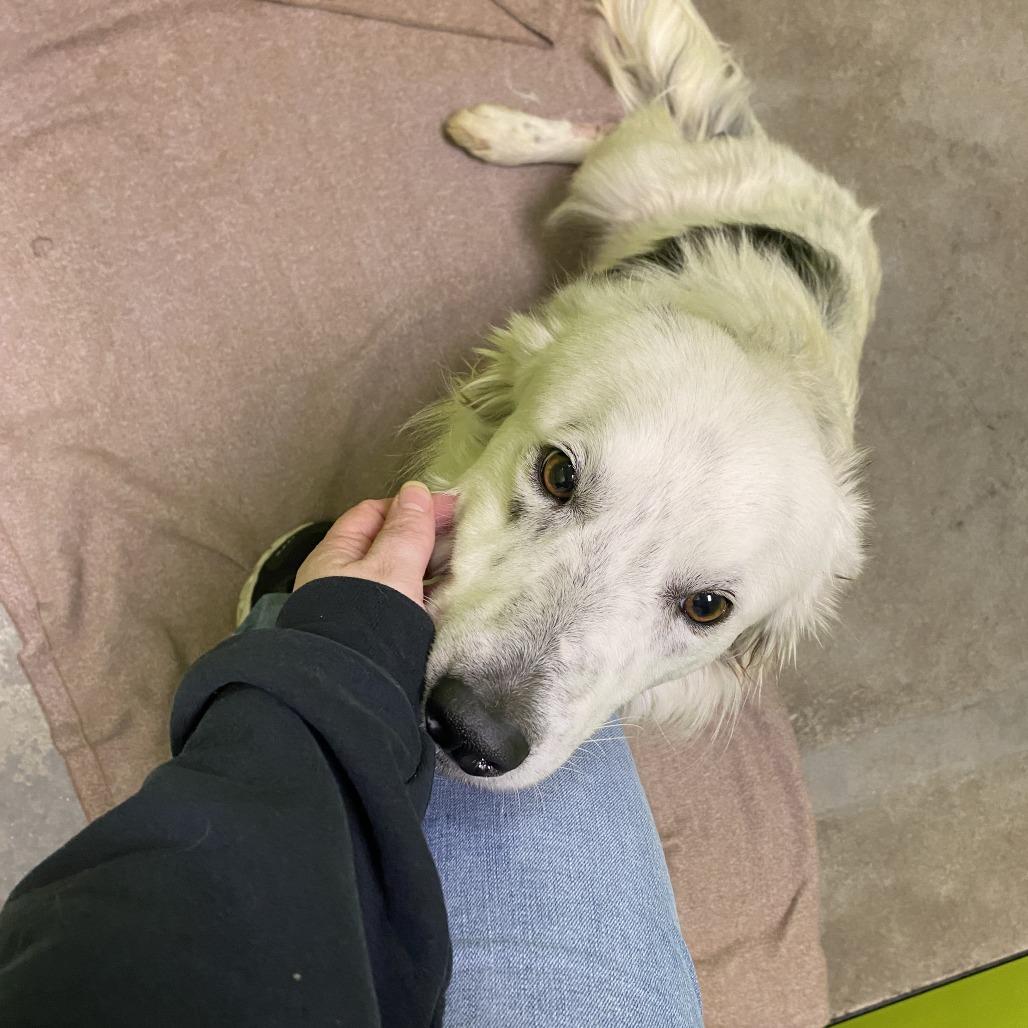 Enlarge Rex, a Adoptable mixed breed in Spokane, WA image 2/5