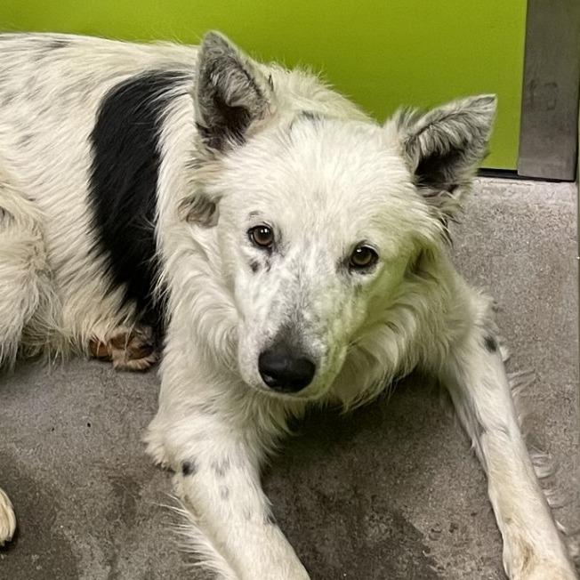 Enlarge Rex, a Adoptable mixed breed in Spokane, WA image 3/5