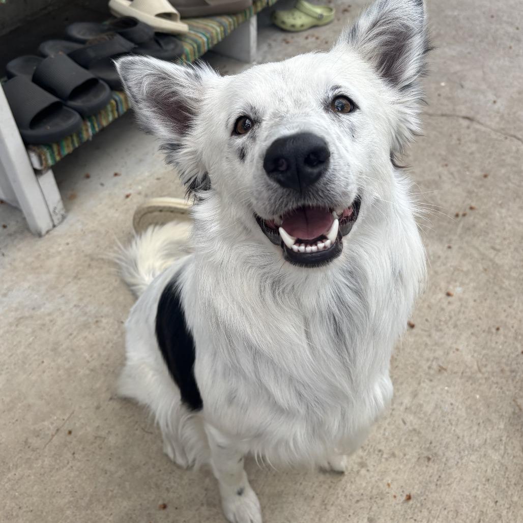 Enlarge Rex, a Adoptable mixed breed in Spokane, WA image 4/5