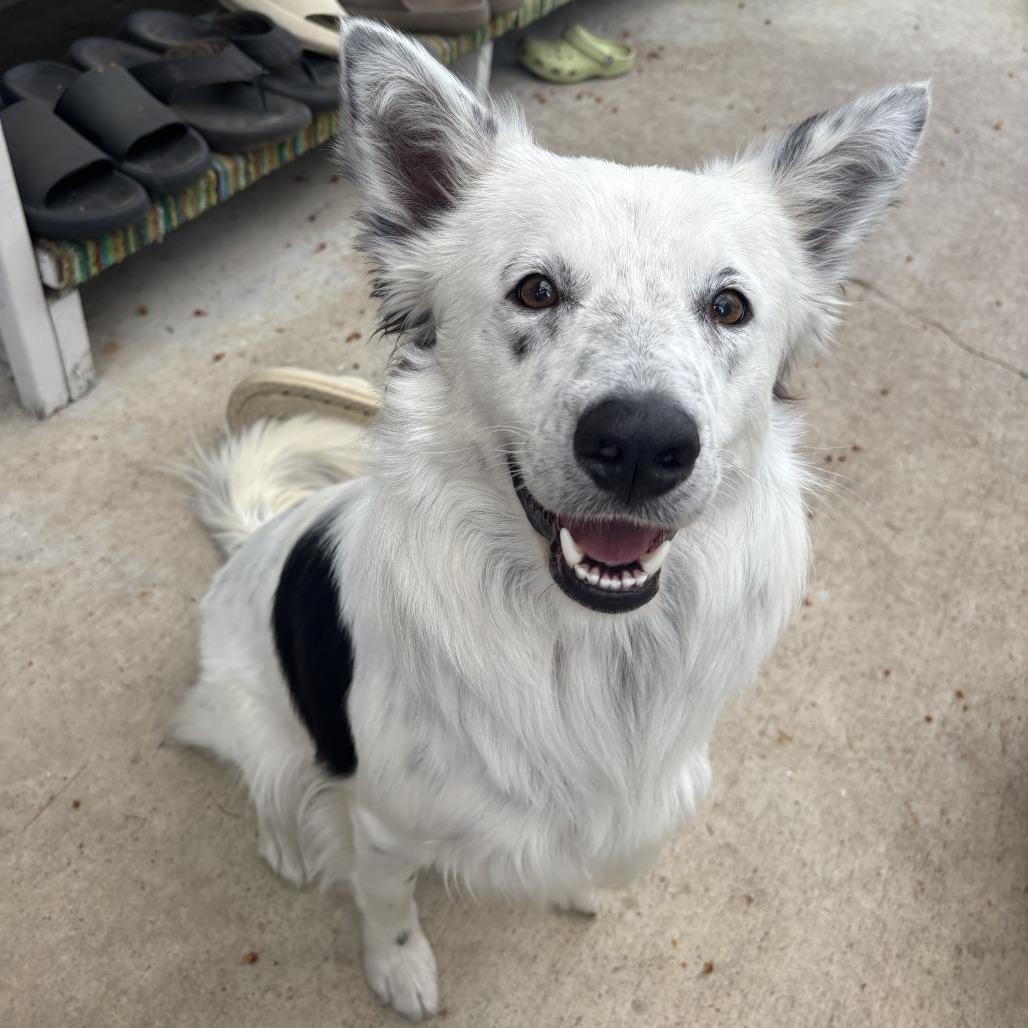 Enlarge Rex, a Adoptable mixed breed in Spokane, WA image 5/5
