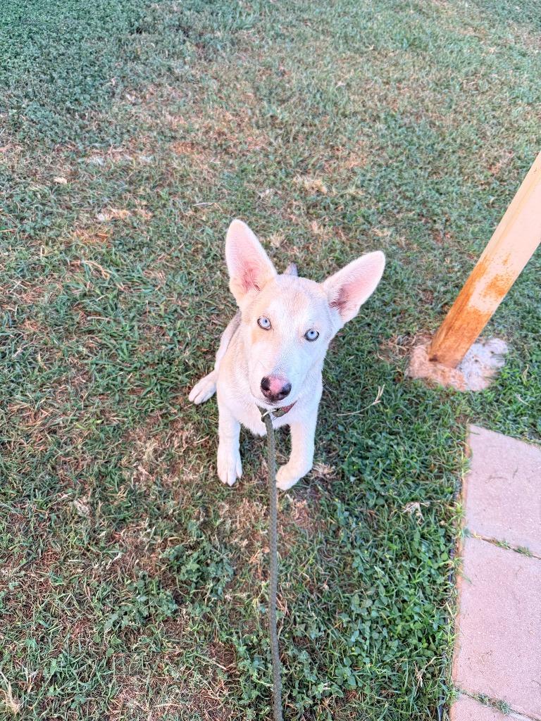 Cinnamon Bun /Yote*, a Adopted mixed breed in Belton, TX image 1/2