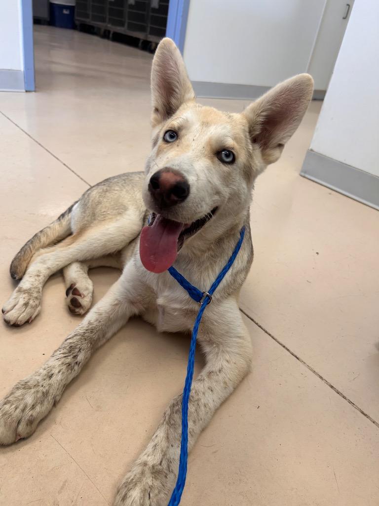 Cinnamon Bun /Yote*, a Adopted mixed breed in Belton, TX image 1/2