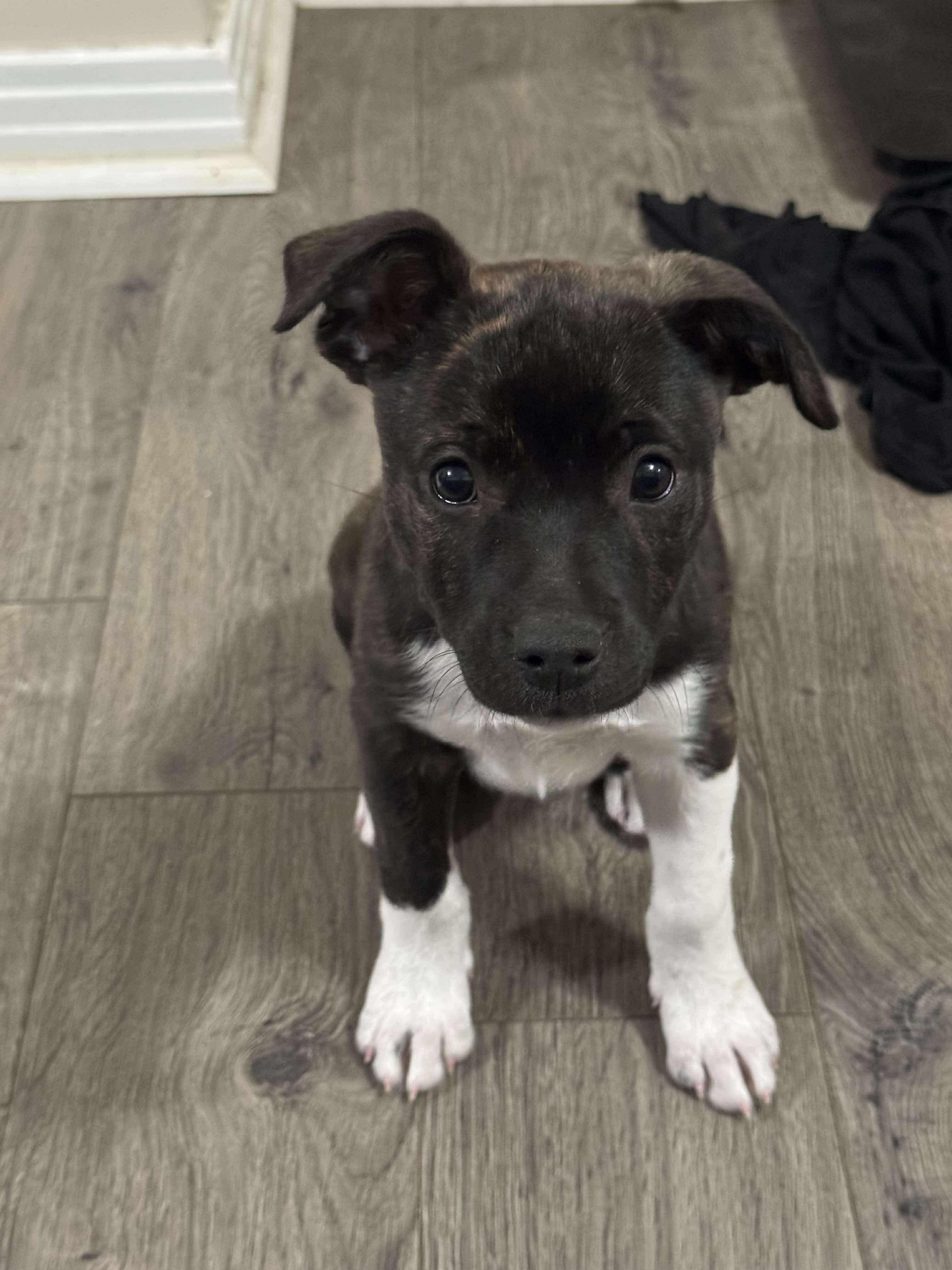 Spud The Stud thumbnail 2