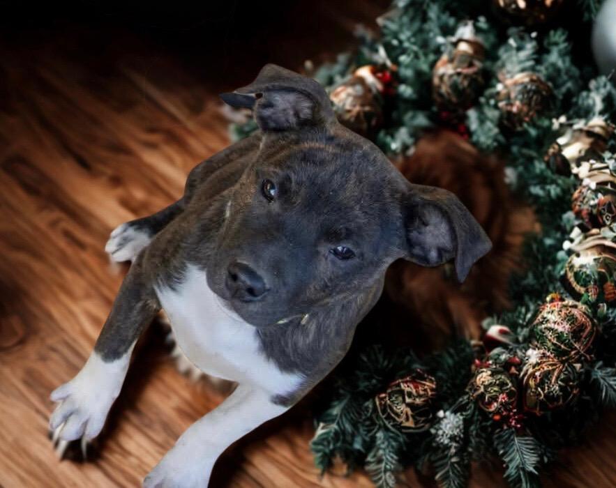 Spud The Stud thumbnail 3