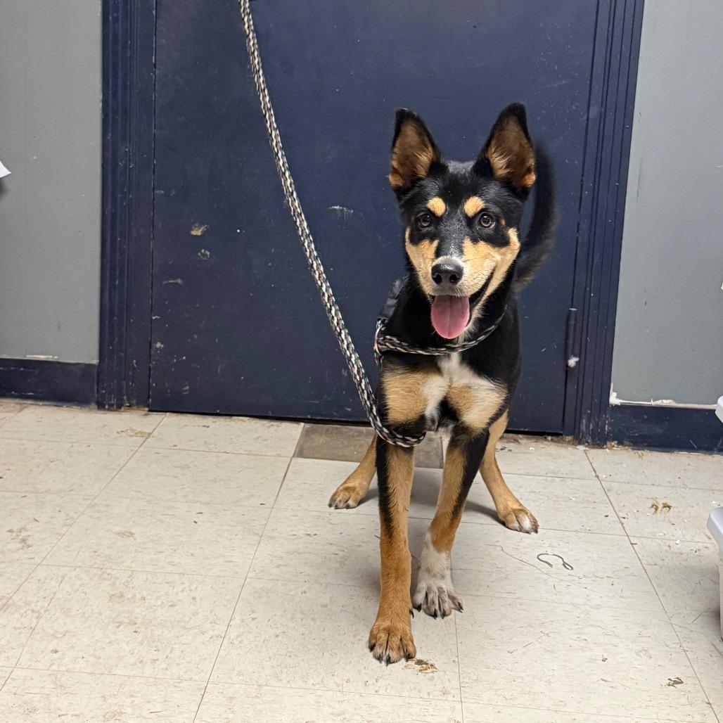Tansy D46359, ADOPTABLE, Young • Female, Australian Kelpie & Mixed Breed.