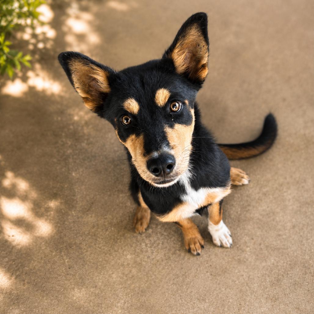 Enlarge Tansy D46359, a Adoptable mixed breed in Corsicana, TX image 2/2
