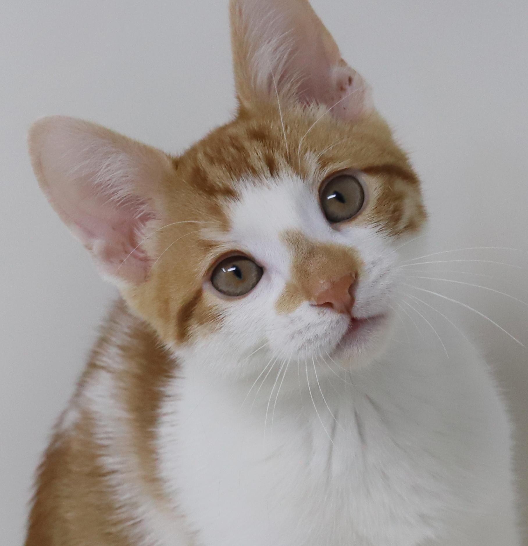 Enlarge Chippy is spectacular and a snuggler - epic tiny tot!, a Adoptable mixed breed in Bedford Hills, NY image 1/6