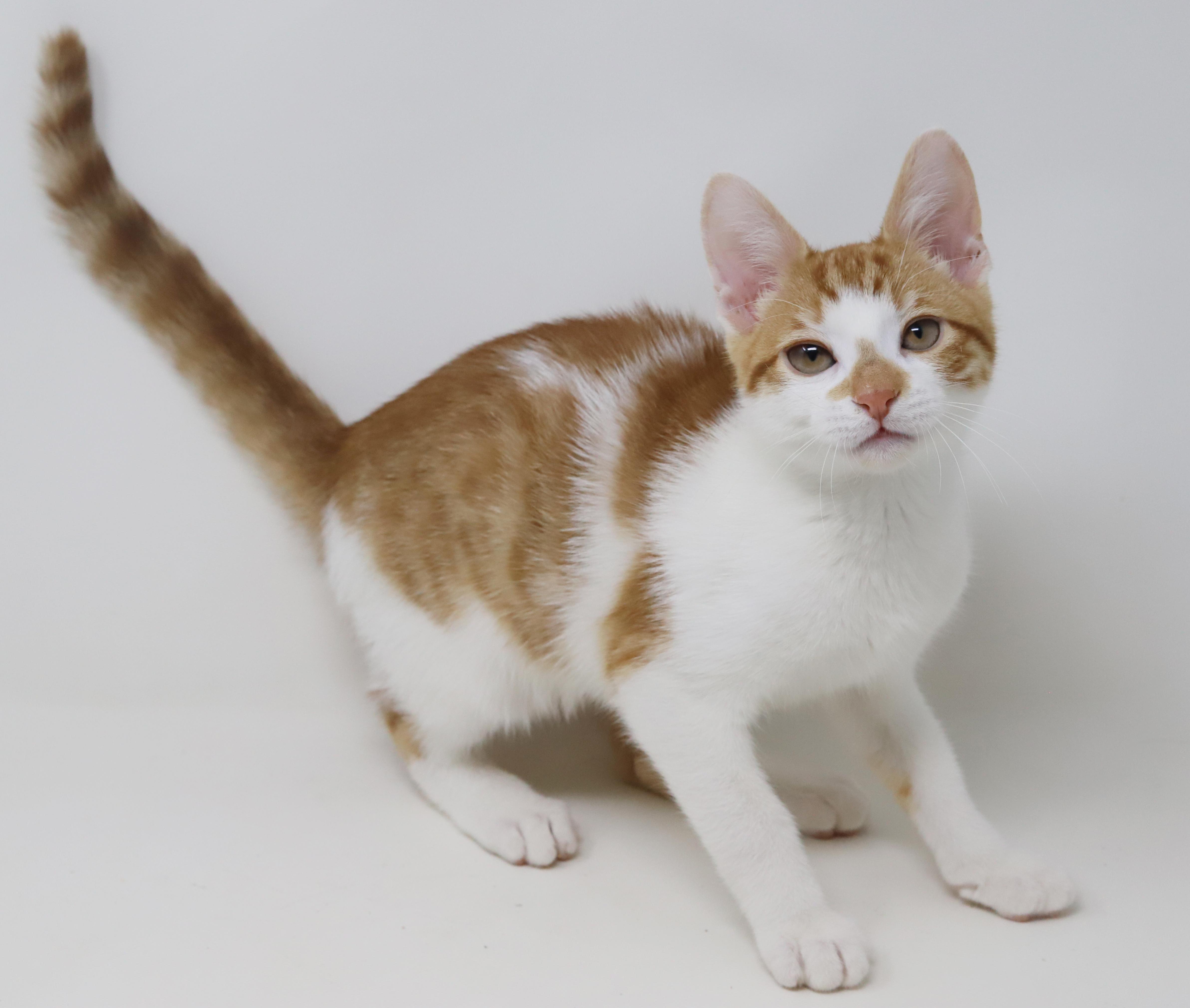 Enlarge Chippy is spectacular and a snuggler - epic tiny tot!, a Adoptable mixed breed in Bedford Hills, NY image 6/6