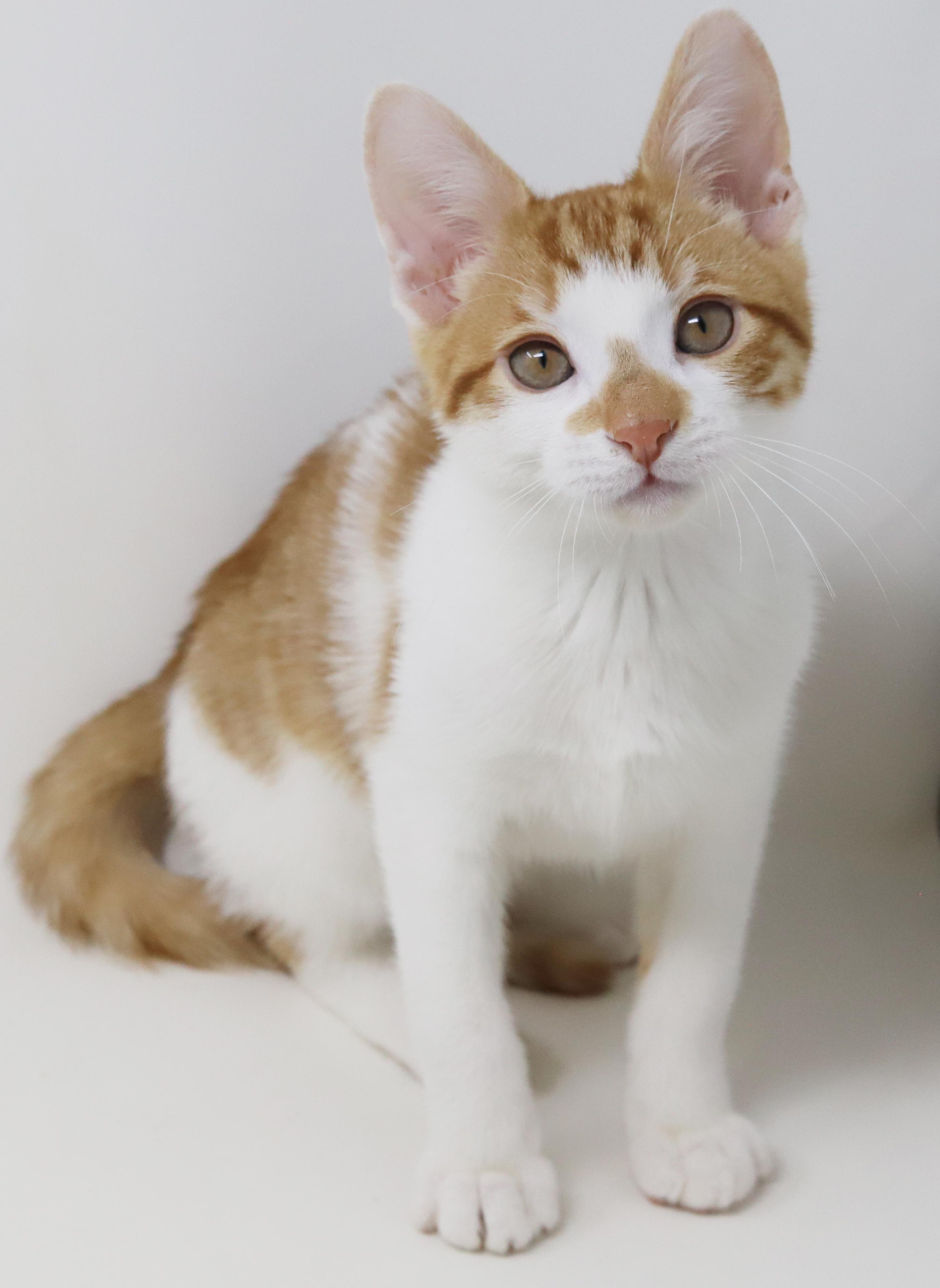 Enlarge Chippy is spectacular and a snuggler - epic tiny tot!, a Adoptable mixed breed in Bedford Hills, NY image 2/6