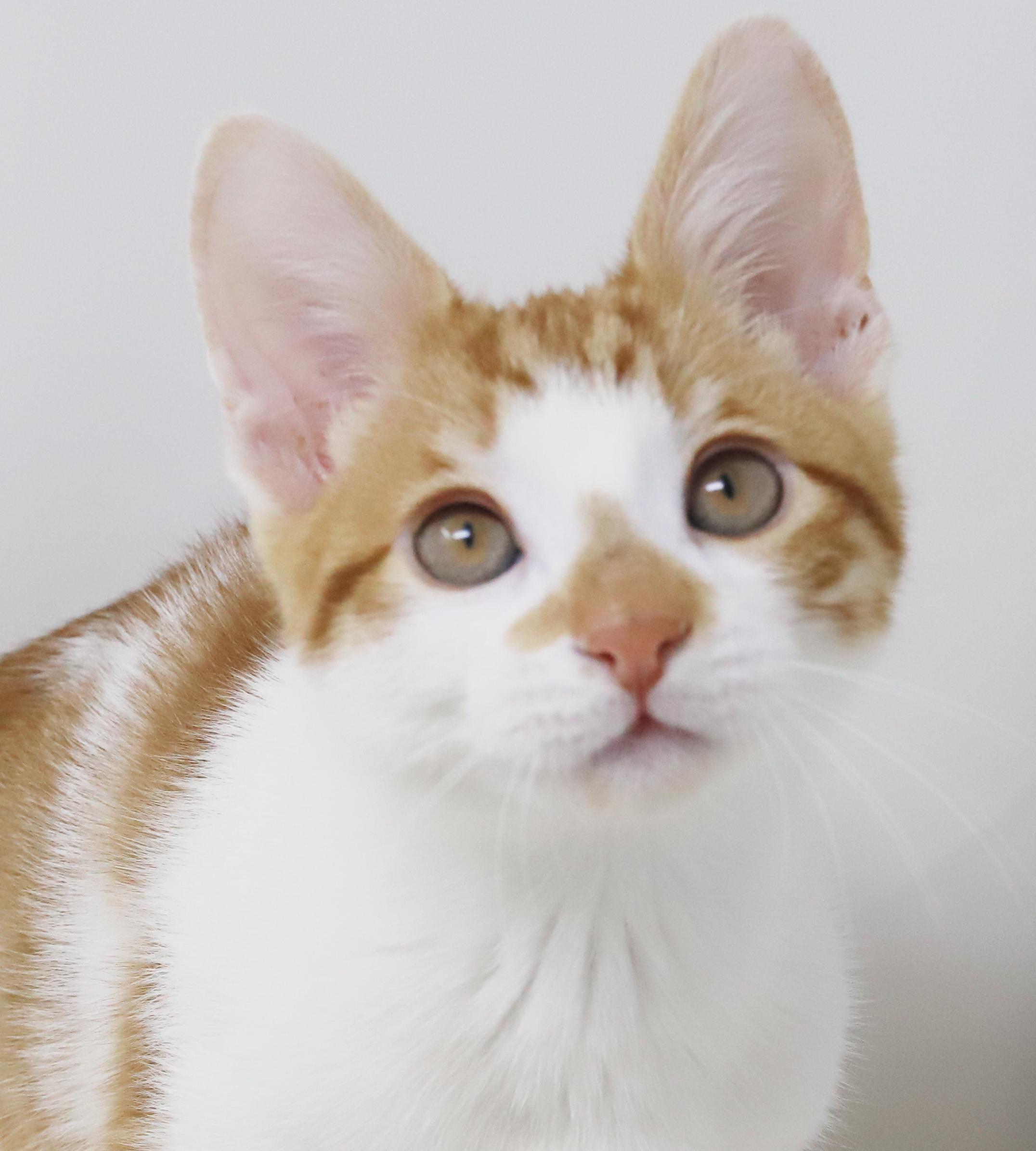 Enlarge Chippy is spectacular and a snuggler - epic tiny tot!, a Adoptable mixed breed in Bedford Hills, NY image 4/6