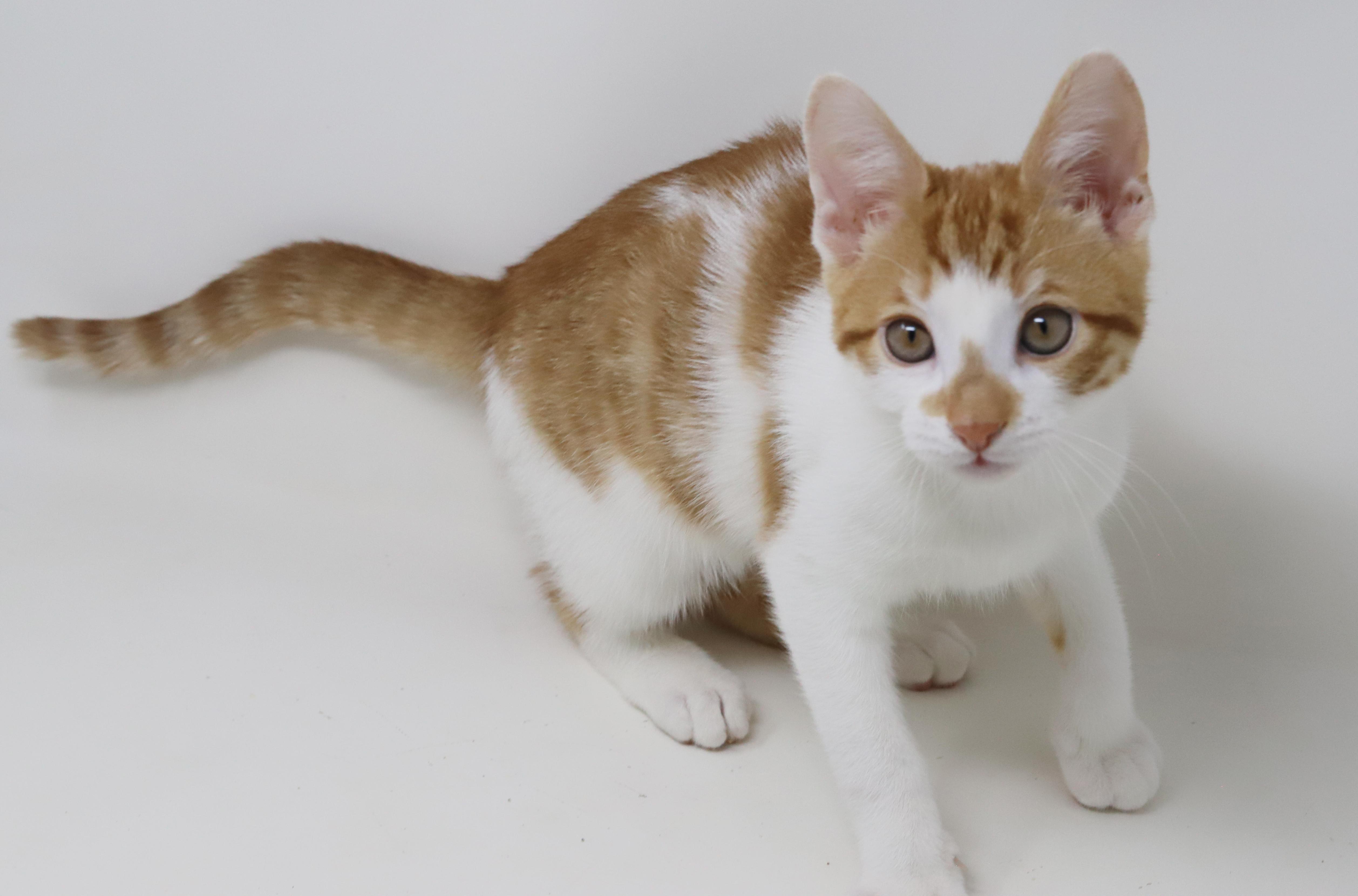 Enlarge Chippy is spectacular and a snuggler - epic tiny tot!, a Adoptable mixed breed in Bedford Hills, NY image 3/6