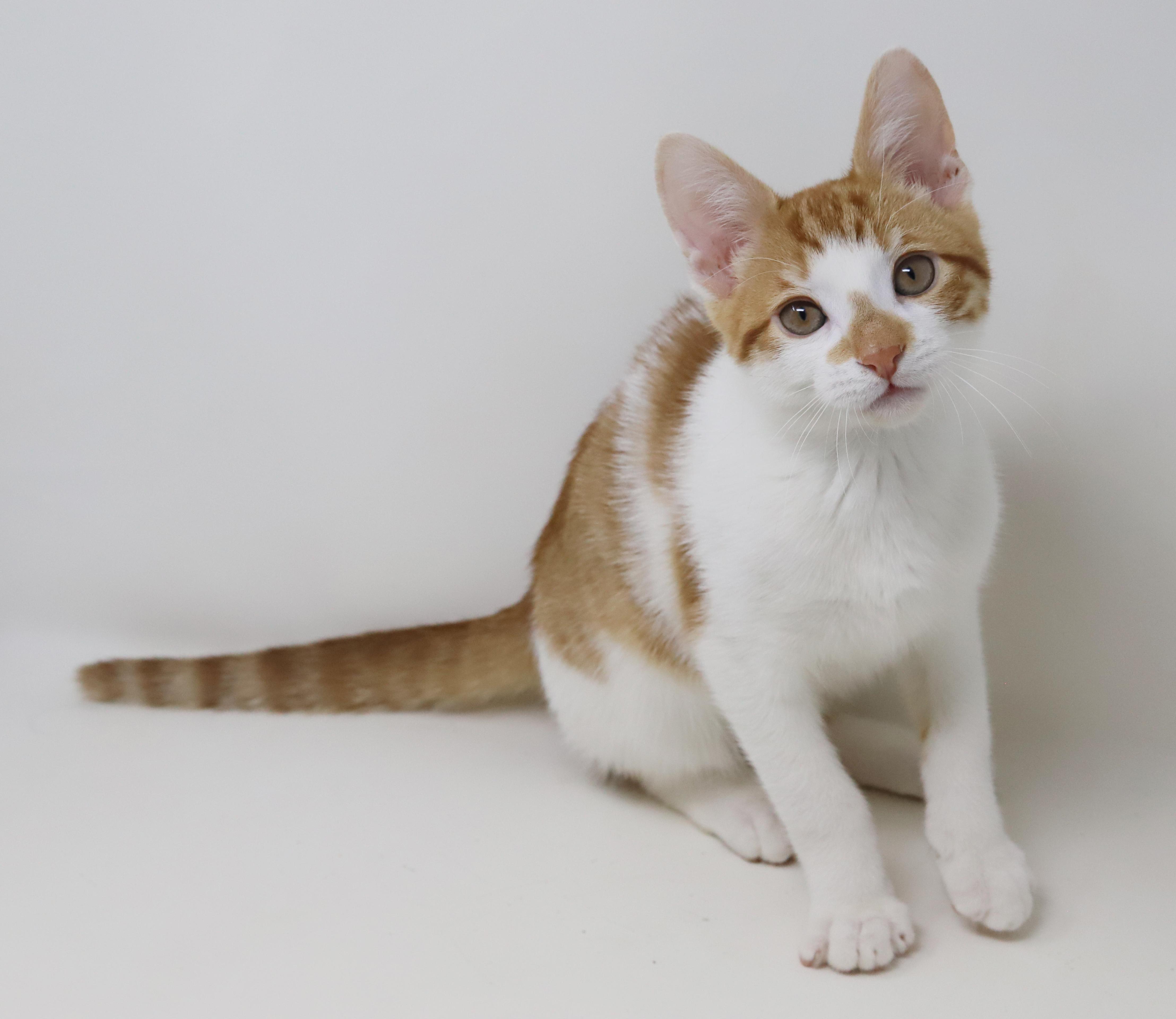 Enlarge Chippy is spectacular and a snuggler - epic tiny tot!, a Adoptable mixed breed in Bedford Hills, NY image 5/6