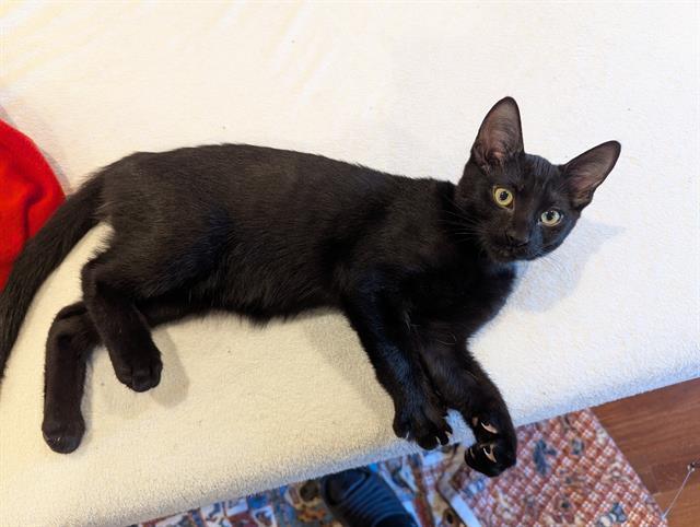 BOBA, Adoptable, Kitten Male Domestic Short Hair.