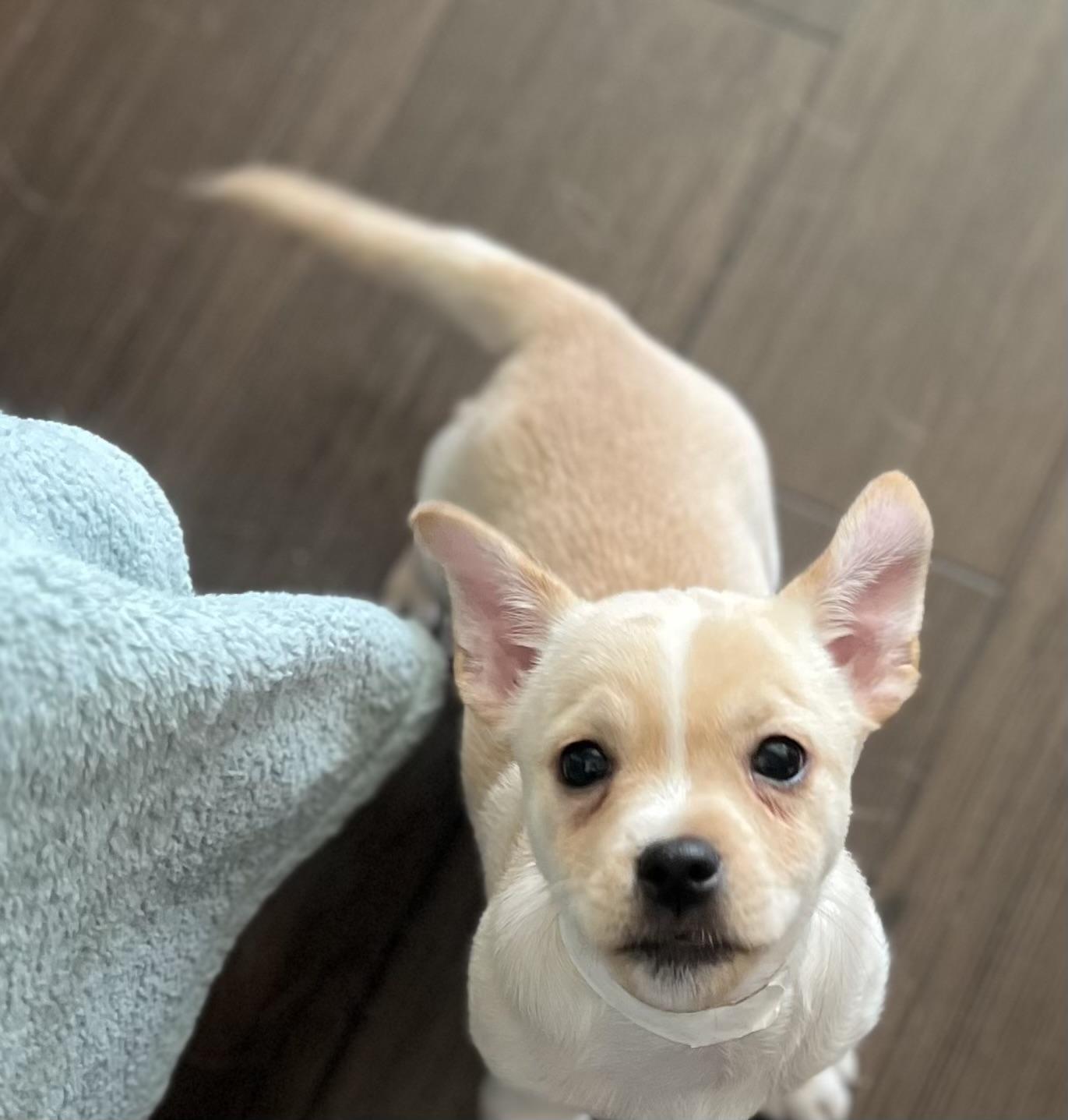 Audrey