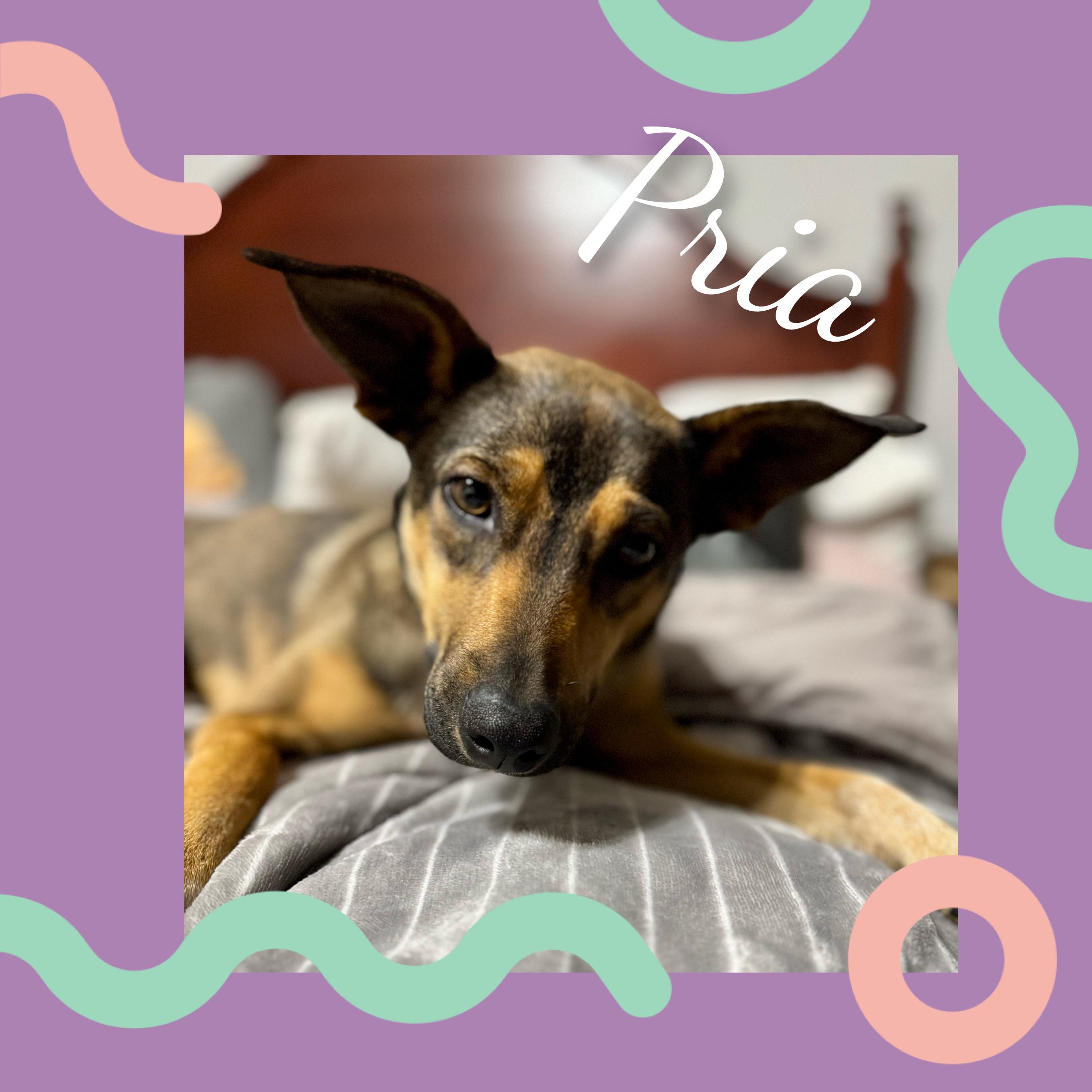 Priya, a Adoptable Mixed Breed in Fredericksburg, VA image 3/6