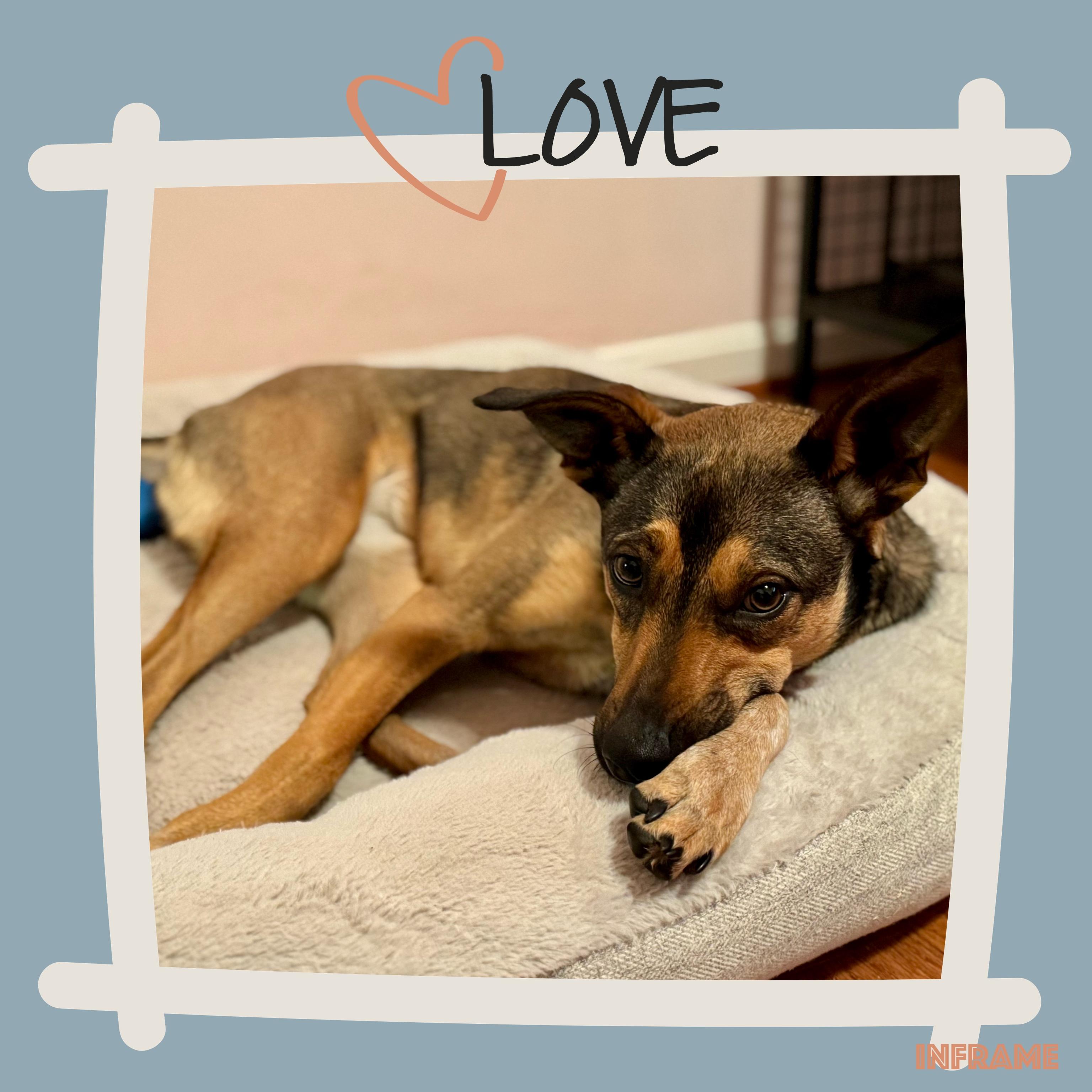 Priya, Adoptable, Young Female Mixed Breed.