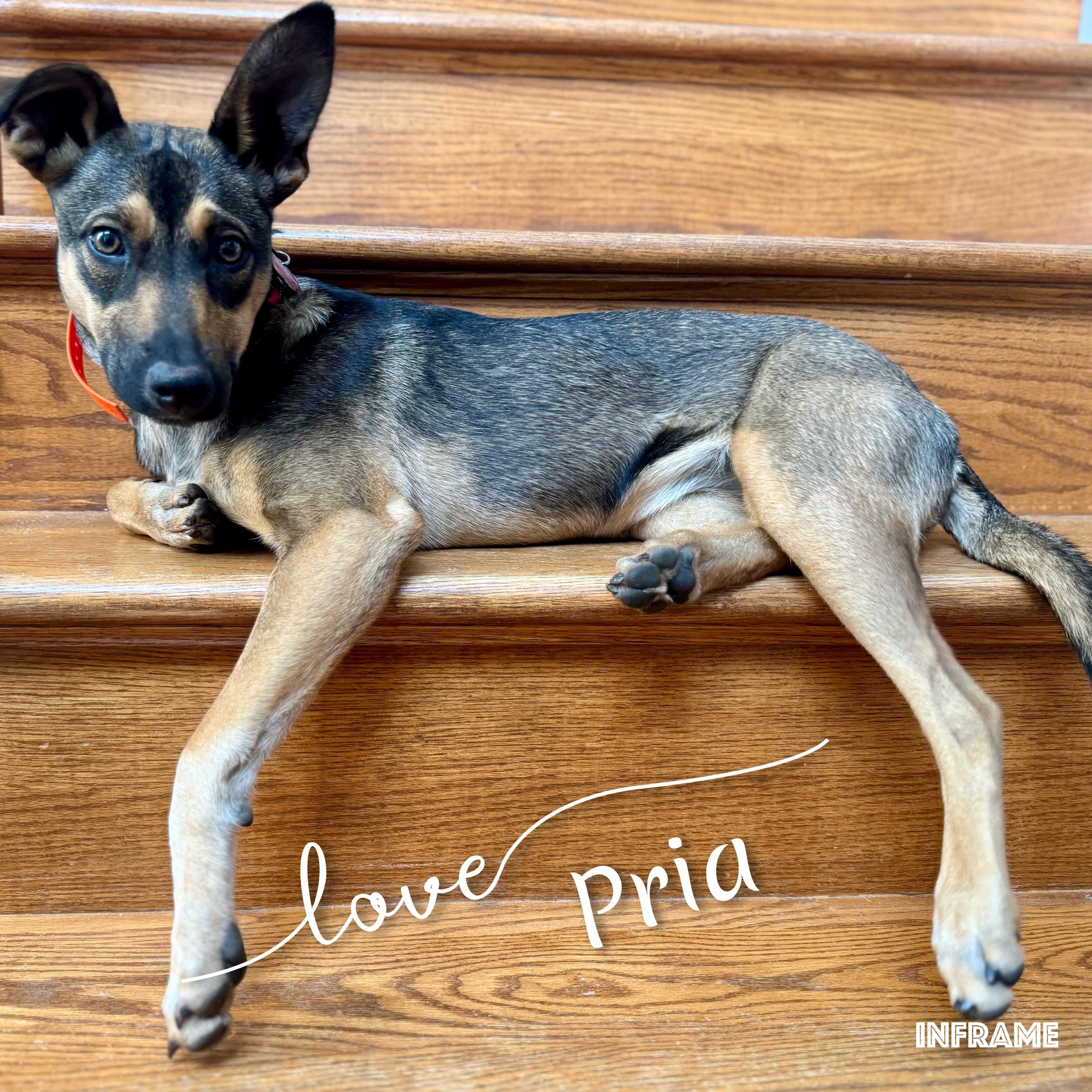 Priya, a Adoptable Mixed Breed in Fredericksburg, VA image 2/6