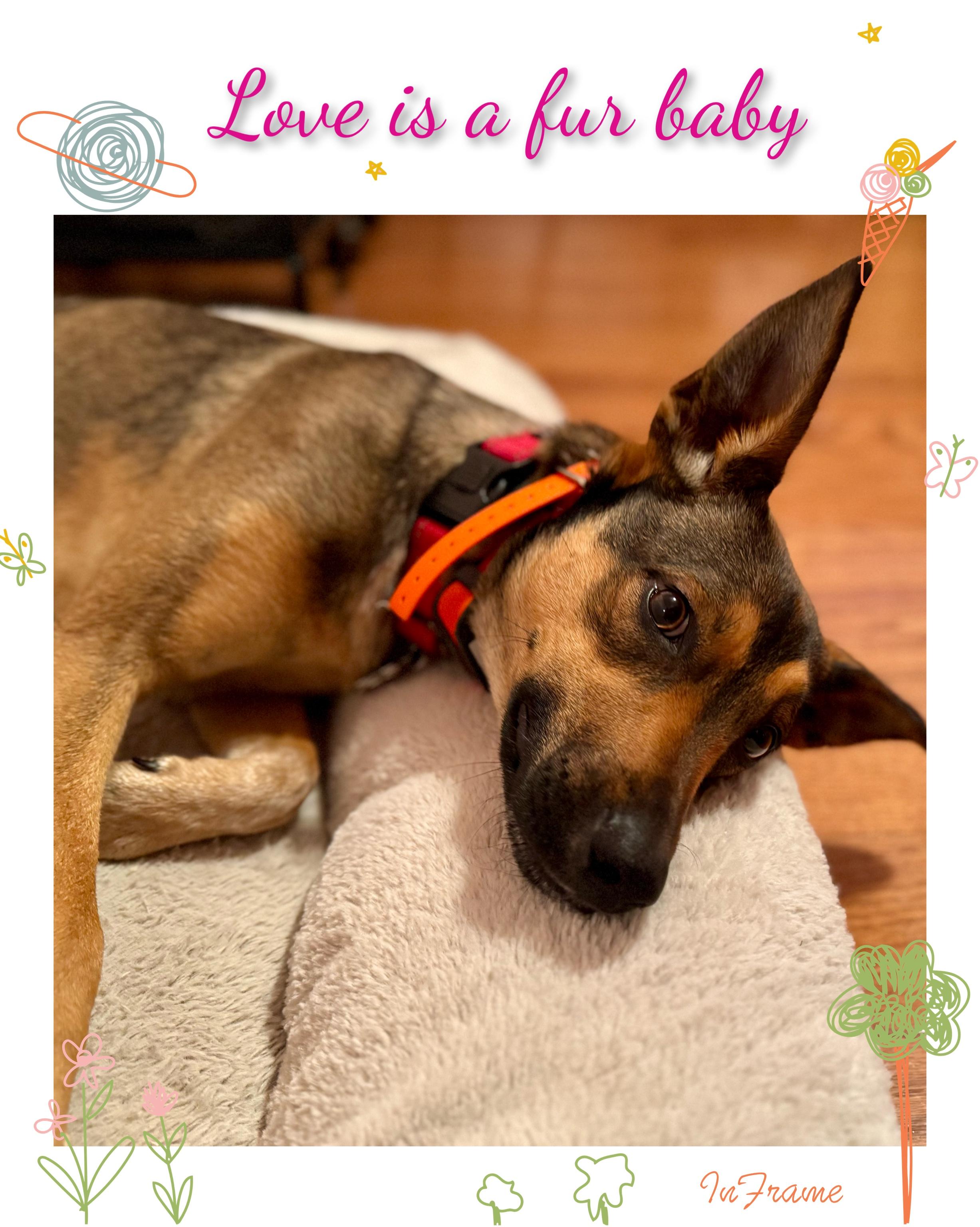 Priya, a Adoptable Mixed Breed in Fredericksburg, VA image 6/6