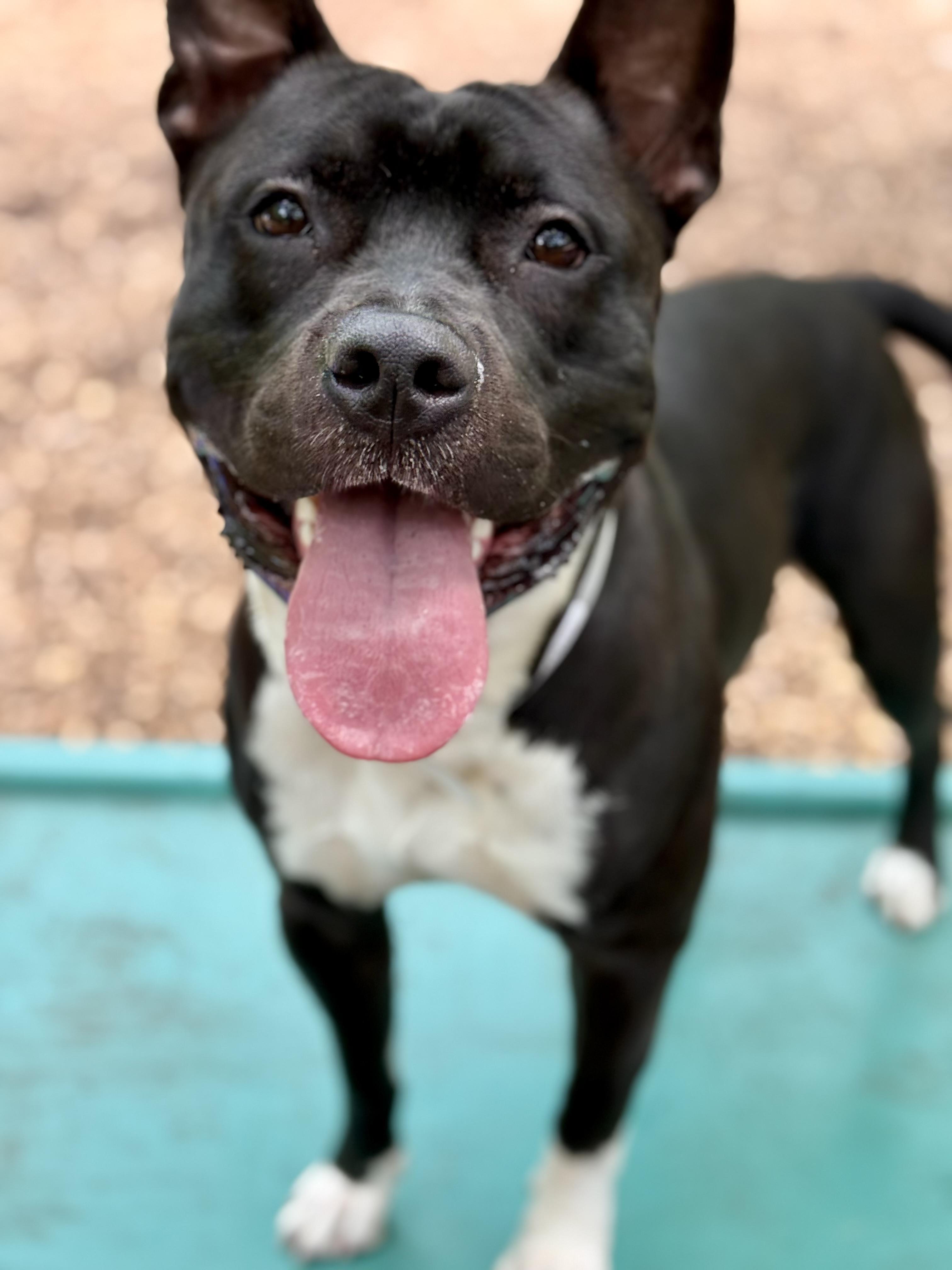 Dozer- 52176, an adoptable American Staffordshire Terrier in Columbia, MD image 6/6