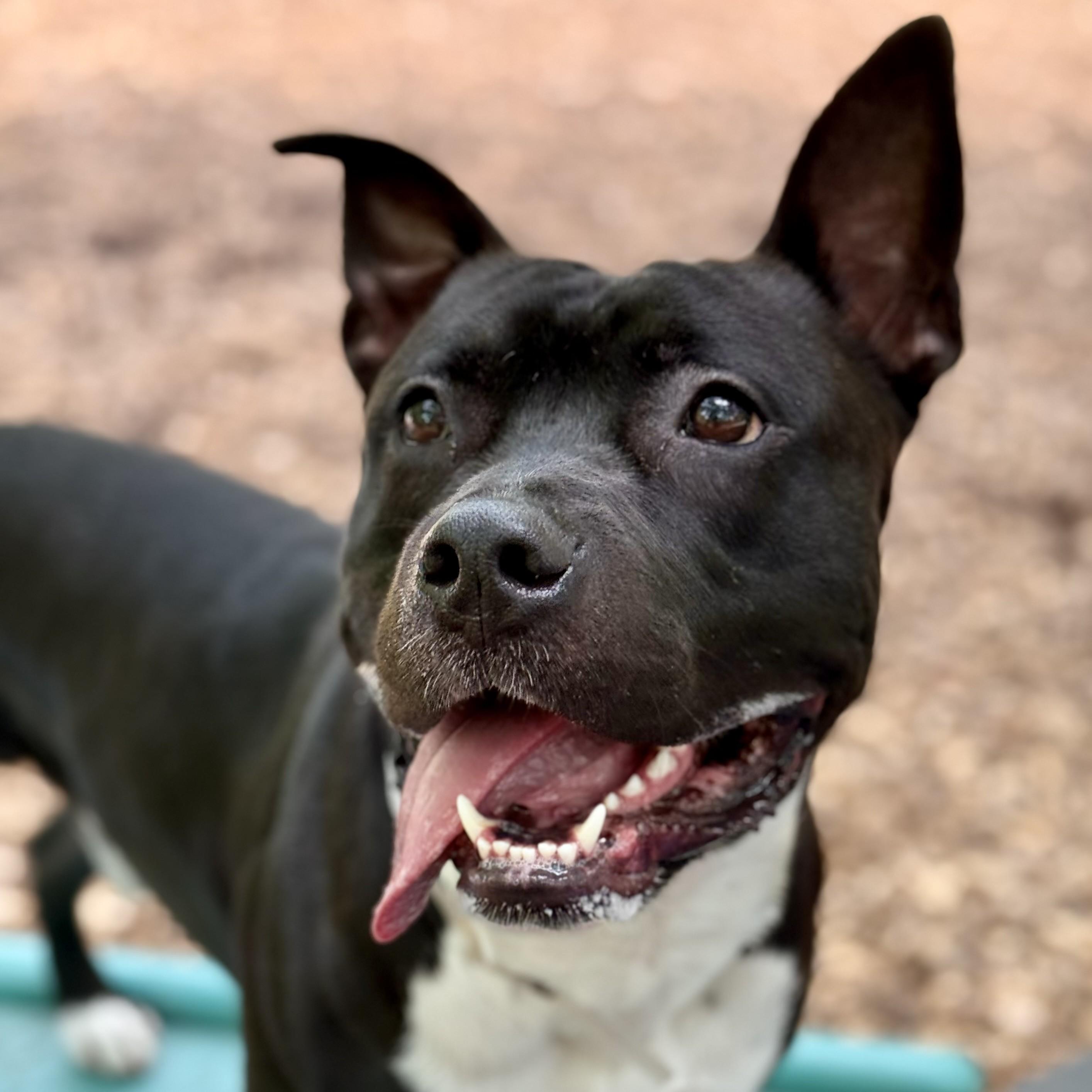 Dozer- 52176, an adoptable American Staffordshire Terrier in Columbia, MD image 2/6