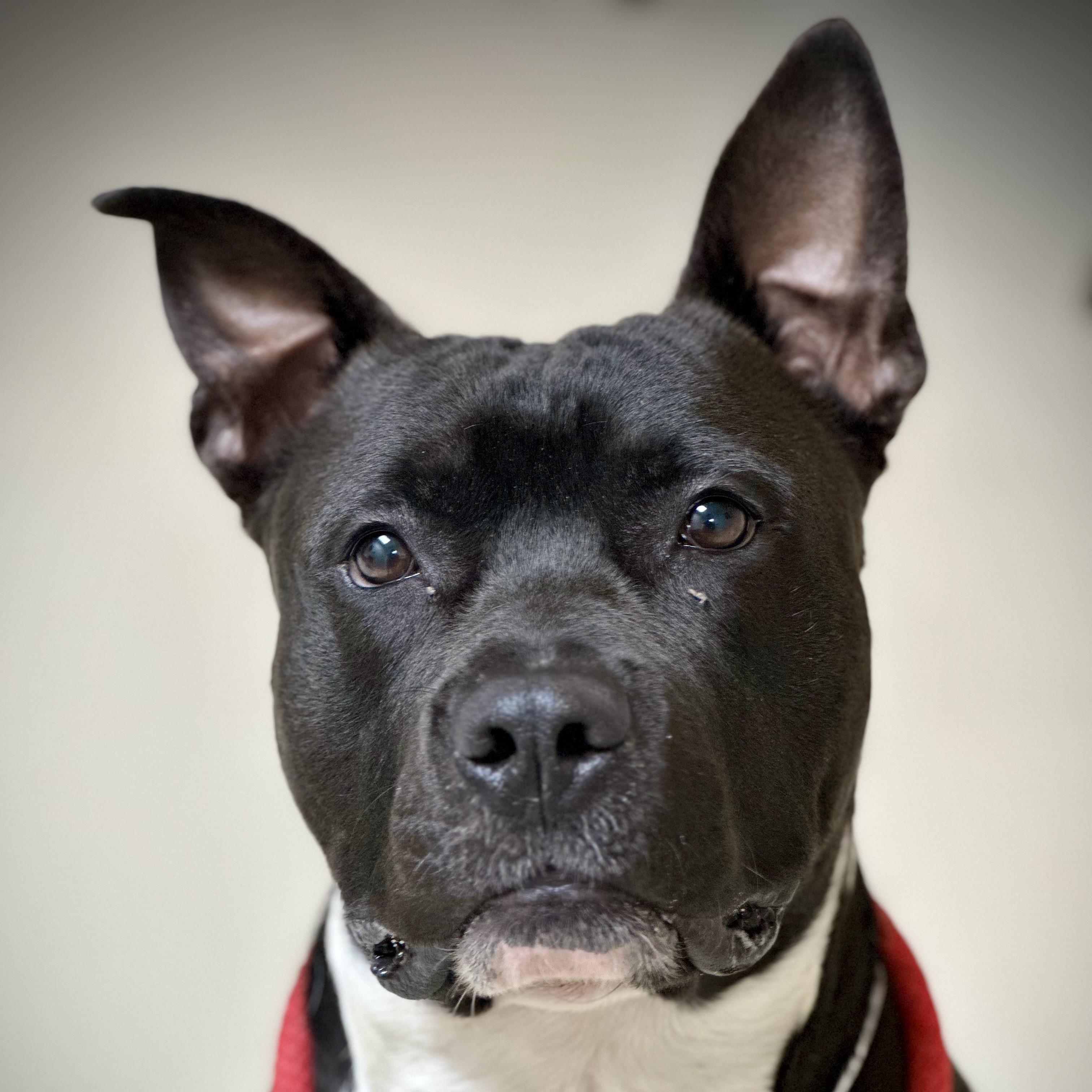 Dozer- 52176, ADOPTABLE, Young Male Pit Bull Terrier.