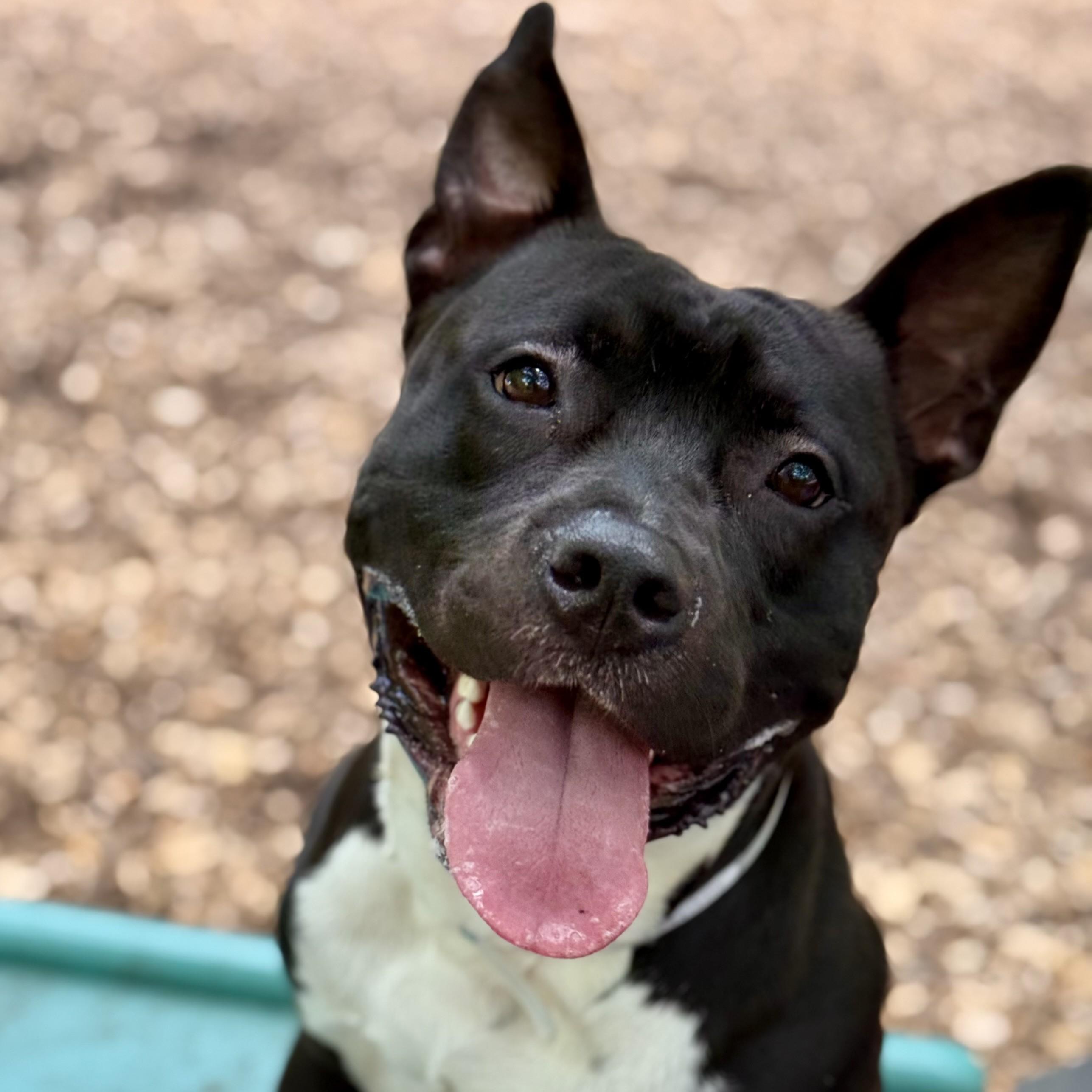Dozer- 52176, an adoptable American Staffordshire Terrier in Columbia, MD image 4/6
