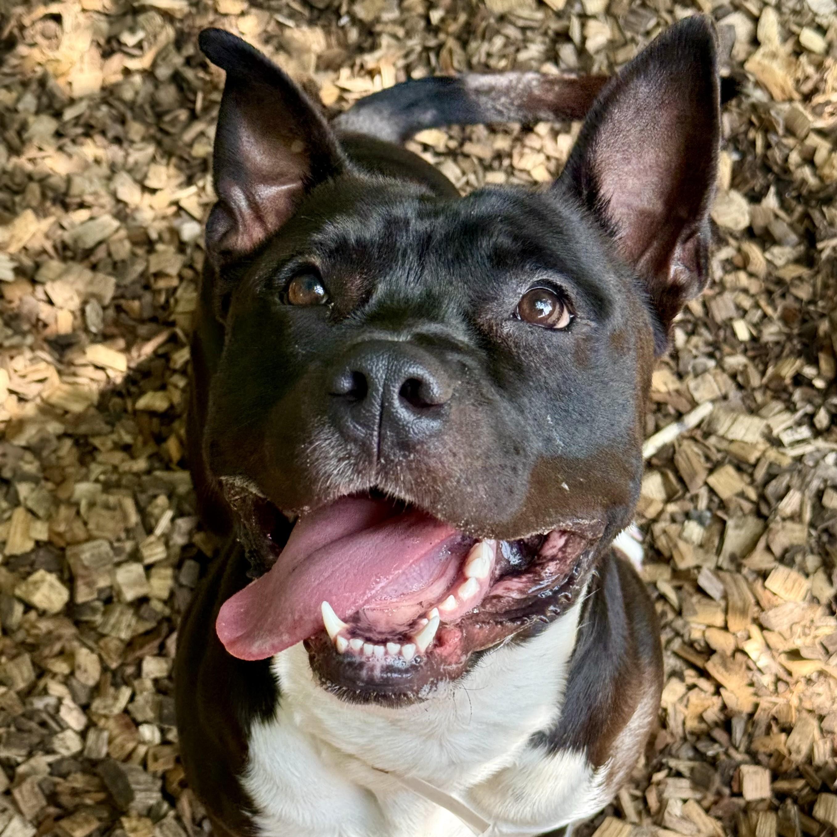 Dozer- 52176, an adoptable American Staffordshire Terrier in Columbia, MD image 3/6