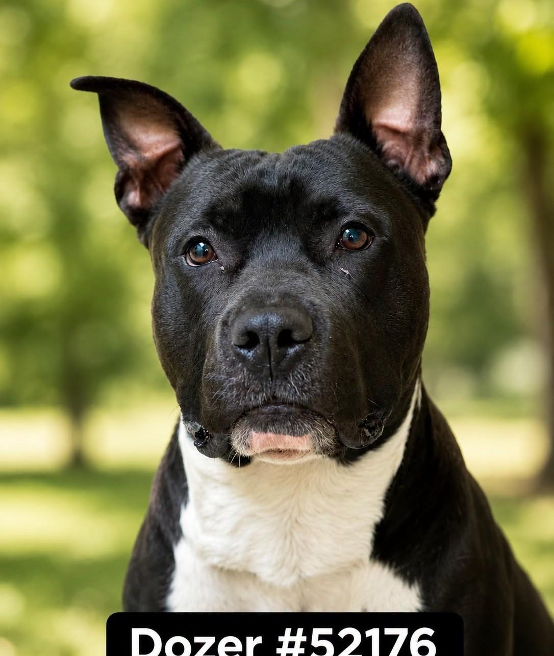 Dozer- 52176, an adoptable American Staffordshire Terrier in Columbia, MD image 1/6