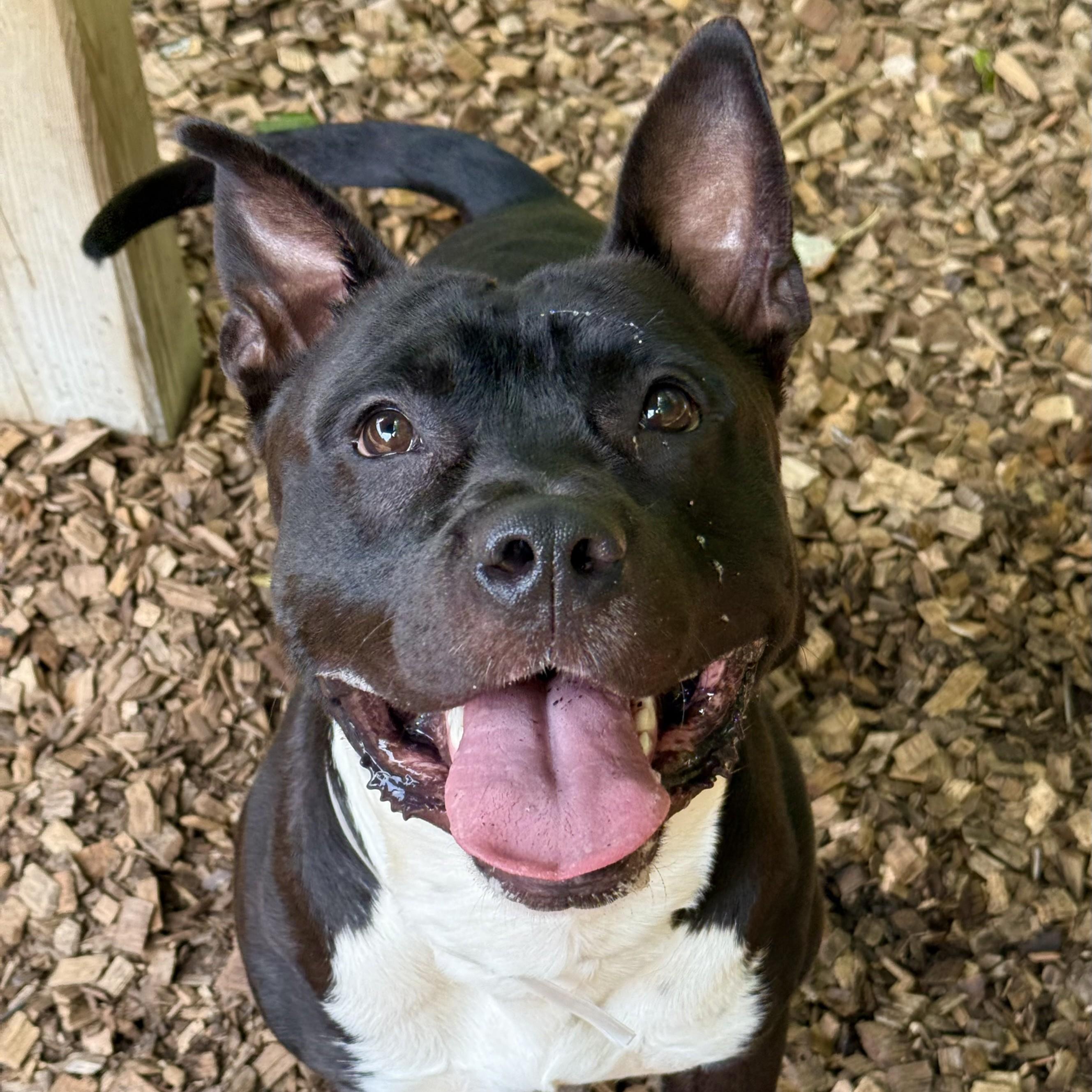 Dozer- 52176, an adoptable American Staffordshire Terrier in Columbia, MD image 5/6