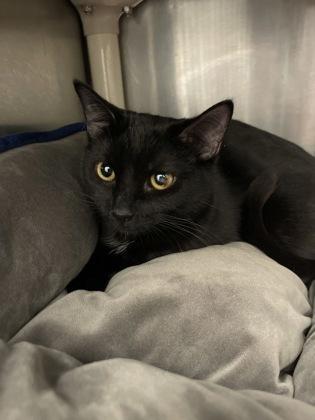 Tessa, Adoptable, Kitten Female Domestic Short Hair & Domestic Short Hair.