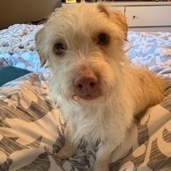 Cornelius, adopted, Young Male Dachshund & Terrier.