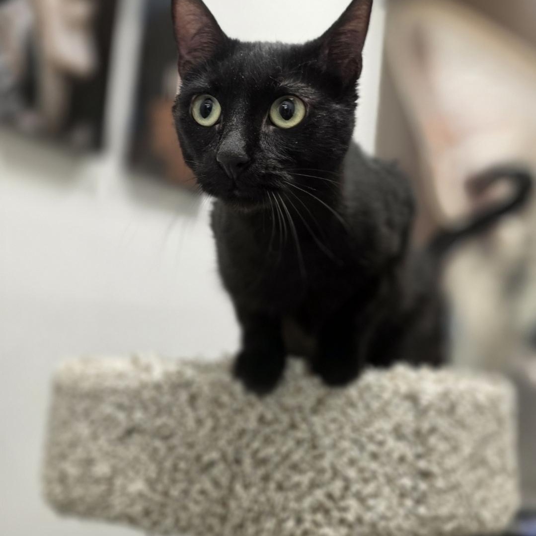 Estrella - Meet me at the Cottage Grove PetSmart, an adopted mixed breed in Cottage Grove, MN image 1/2