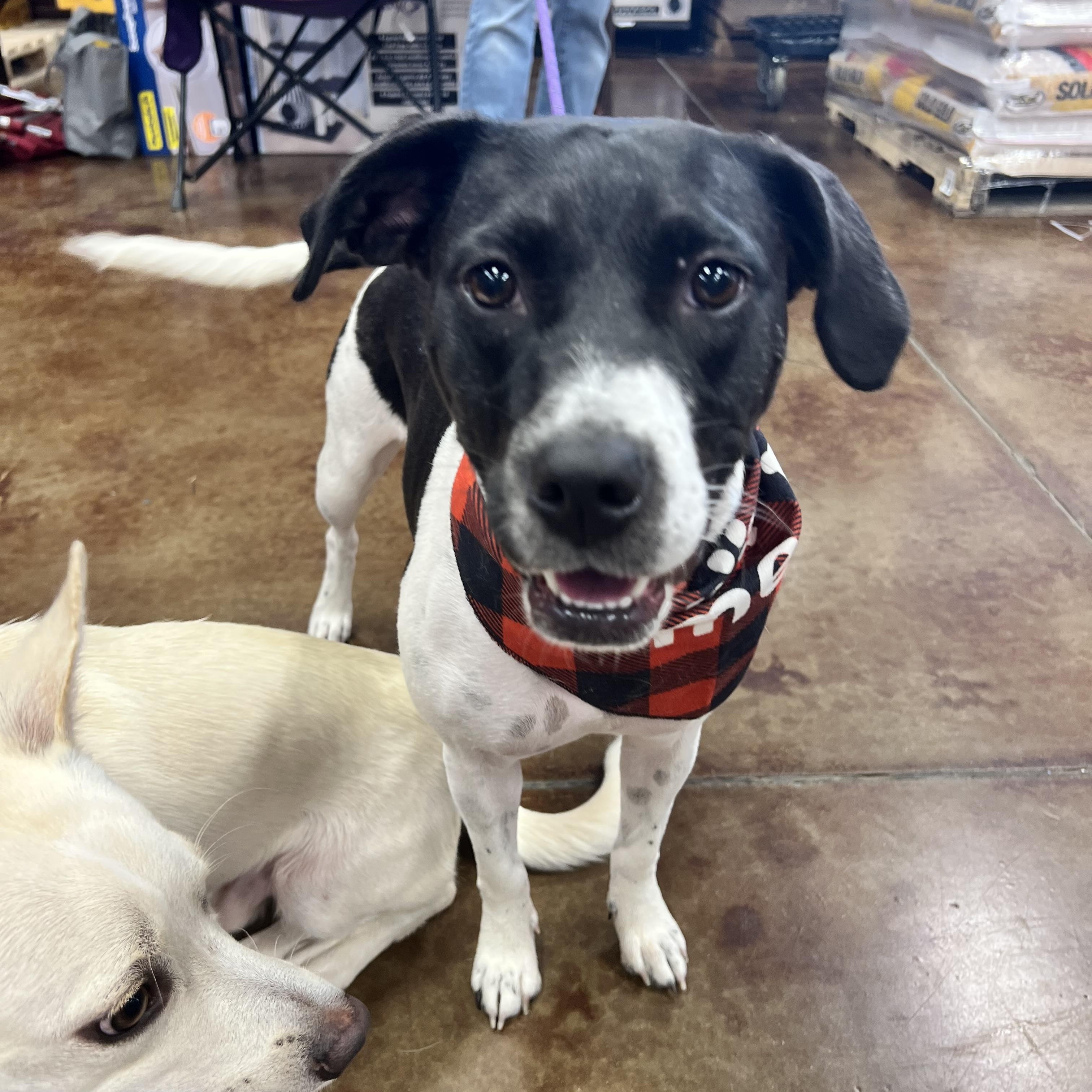 Honey, a ADOPTABLE mixed breed in Cumming, GA image 5/6