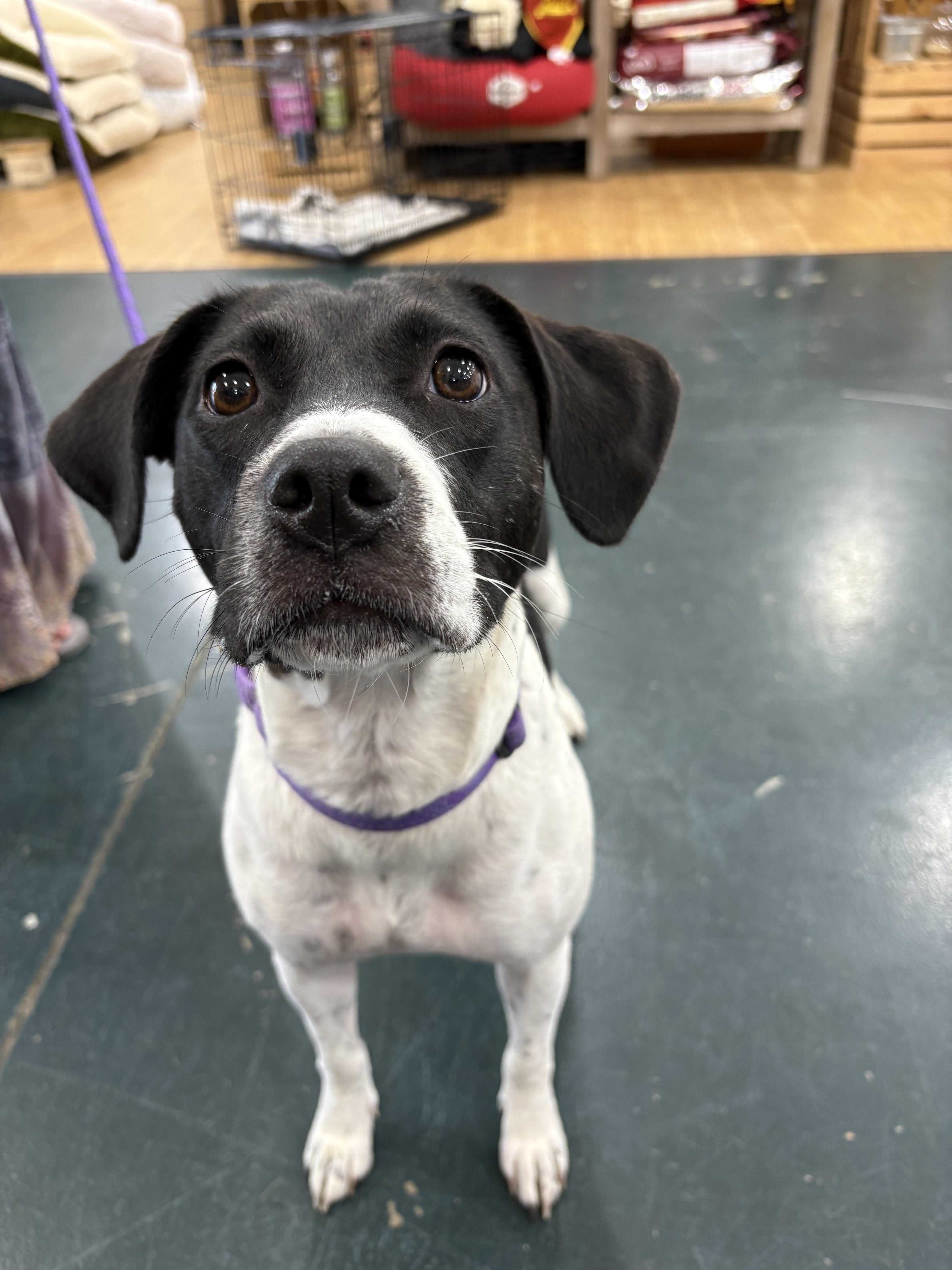 Honey, ADOPTABLE, Young Female German Shorthaired Pointer & Jack Russell Terrier.