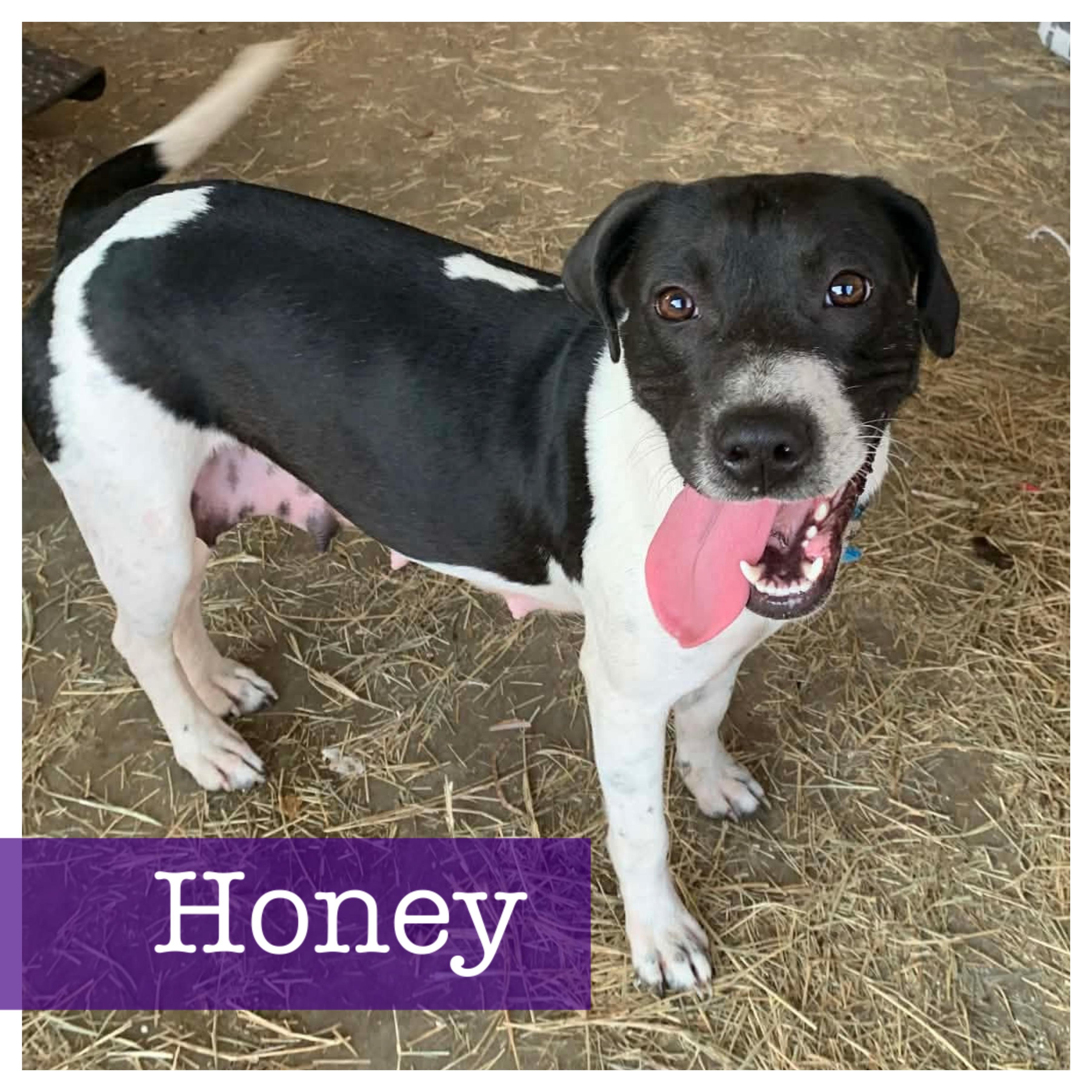 Honey, ADOPTABLE, Puppy Female Jack Russell Terrier.