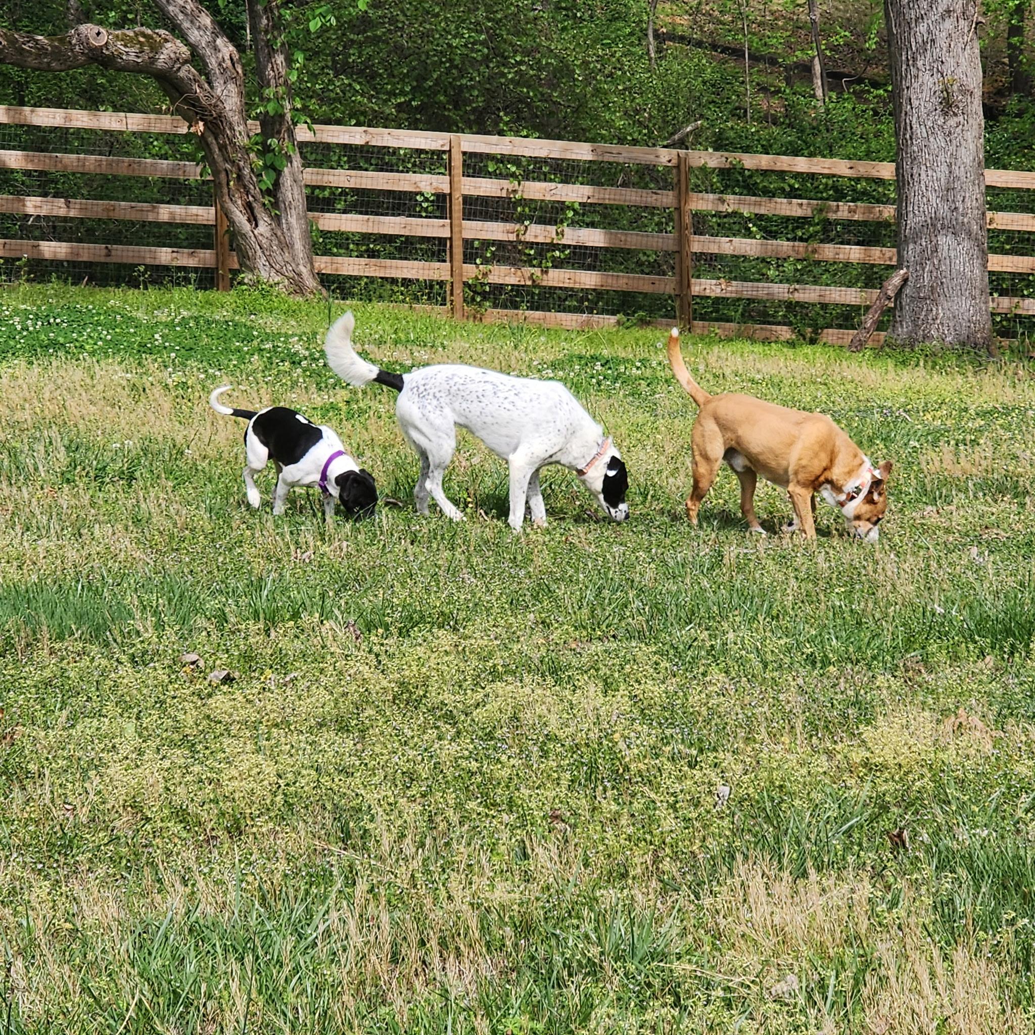 Enlarge Honey, a ADOPTABLE mixed breed in Cumming, GA image 2/5