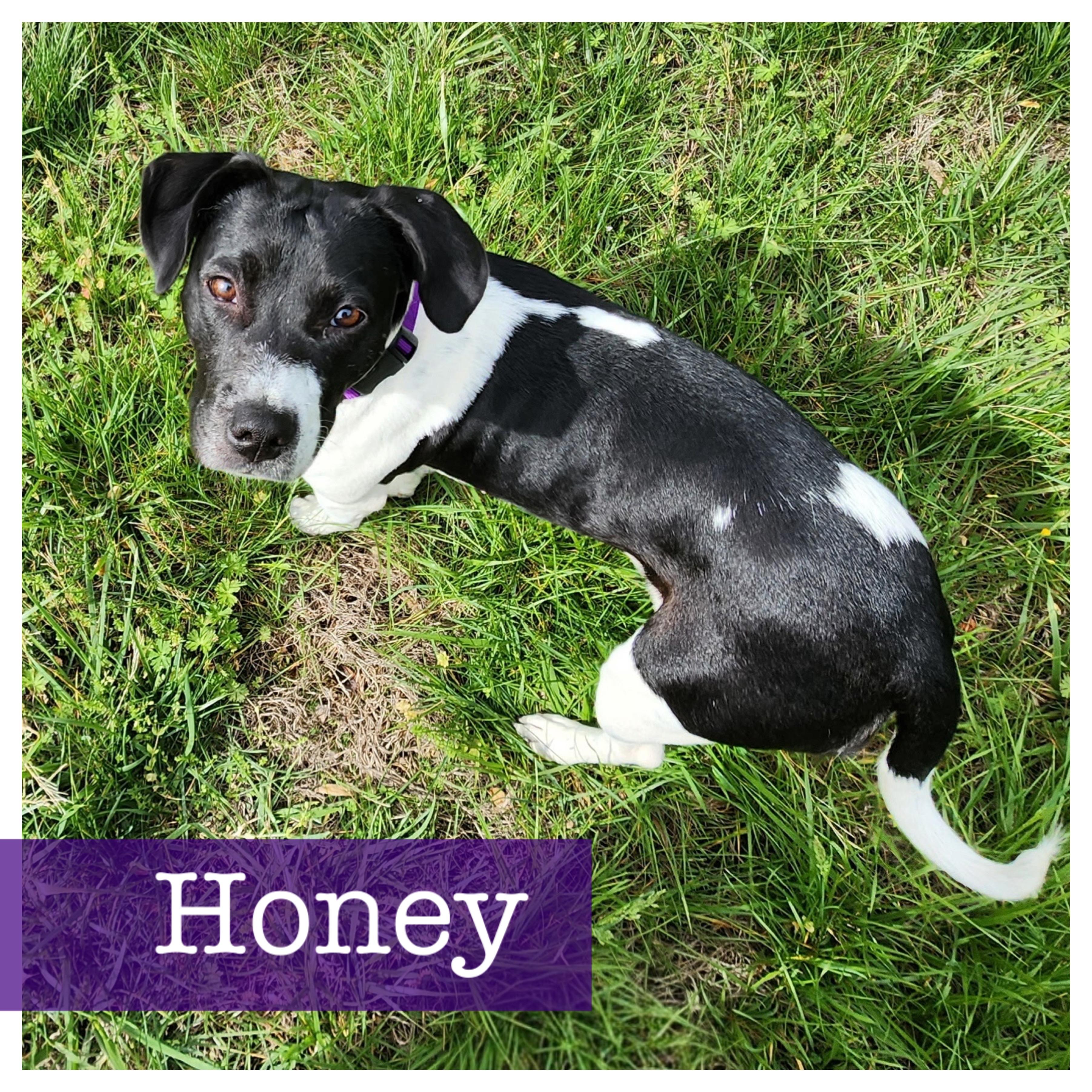 Honey, a ADOPTABLE mixed breed in Cumming, GA image 1/6
