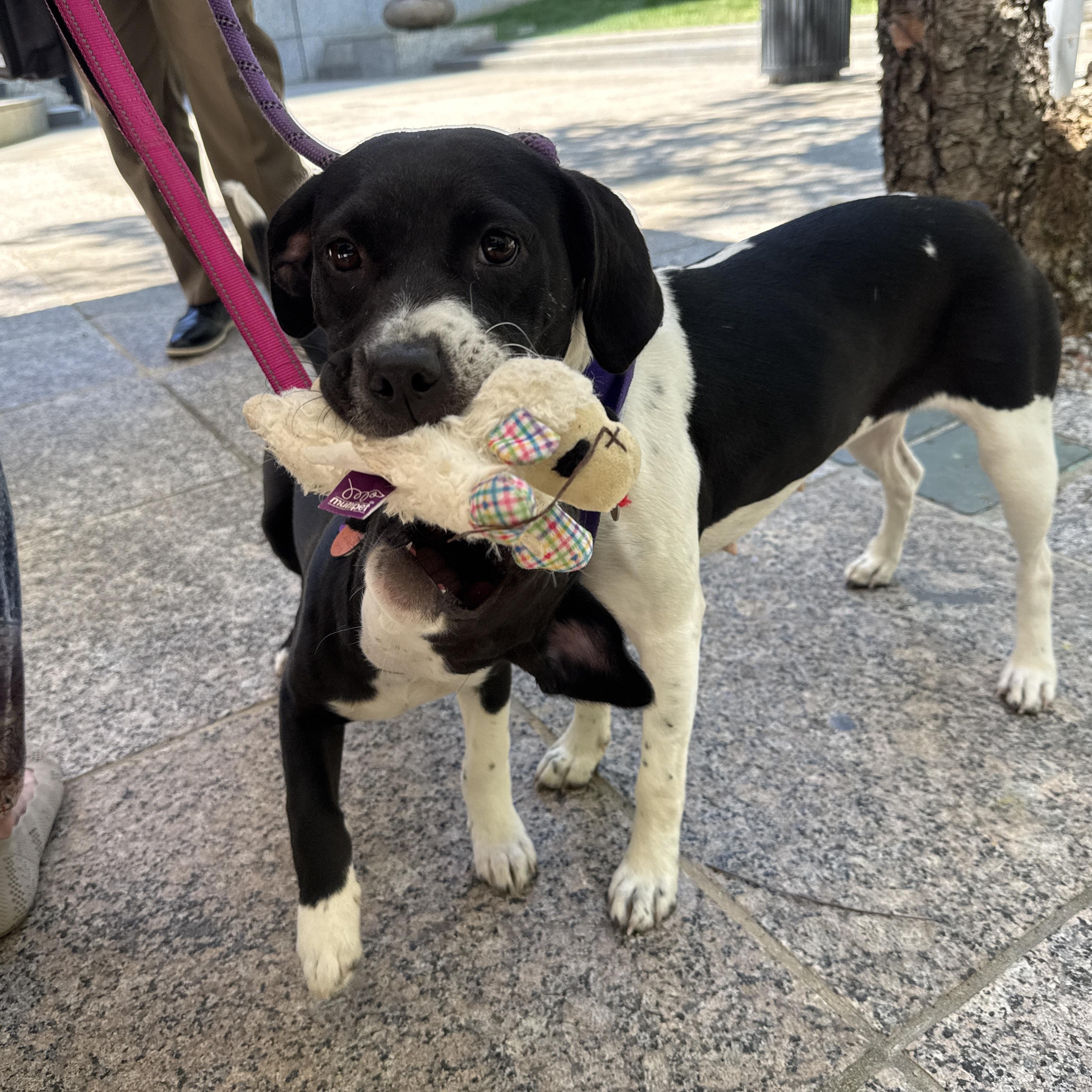 Enlarge Honey, a ADOPTABLE mixed breed in Cumming, GA image 3/5