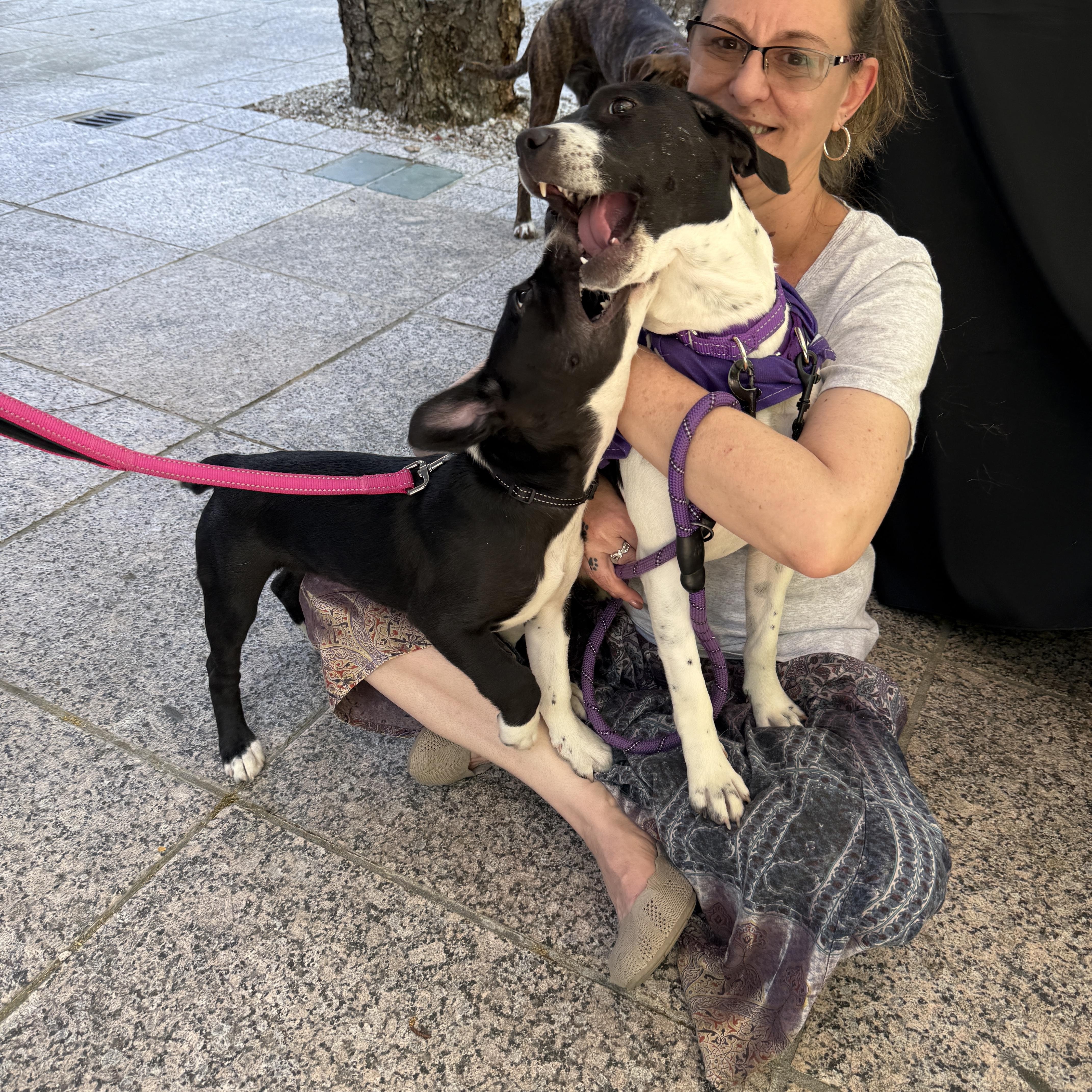 Enlarge Honey, a ADOPTABLE mixed breed in Cumming, GA image 4/5