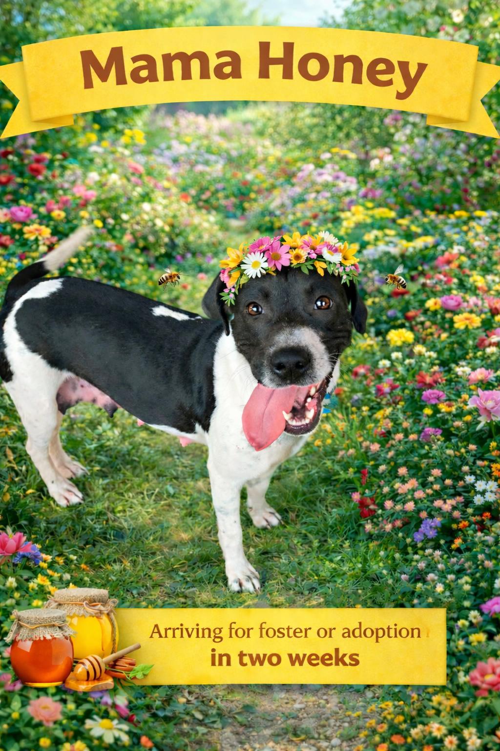 Enlarge Honey, a ADOPTABLE mixed breed in Cumming, GA image 2/2