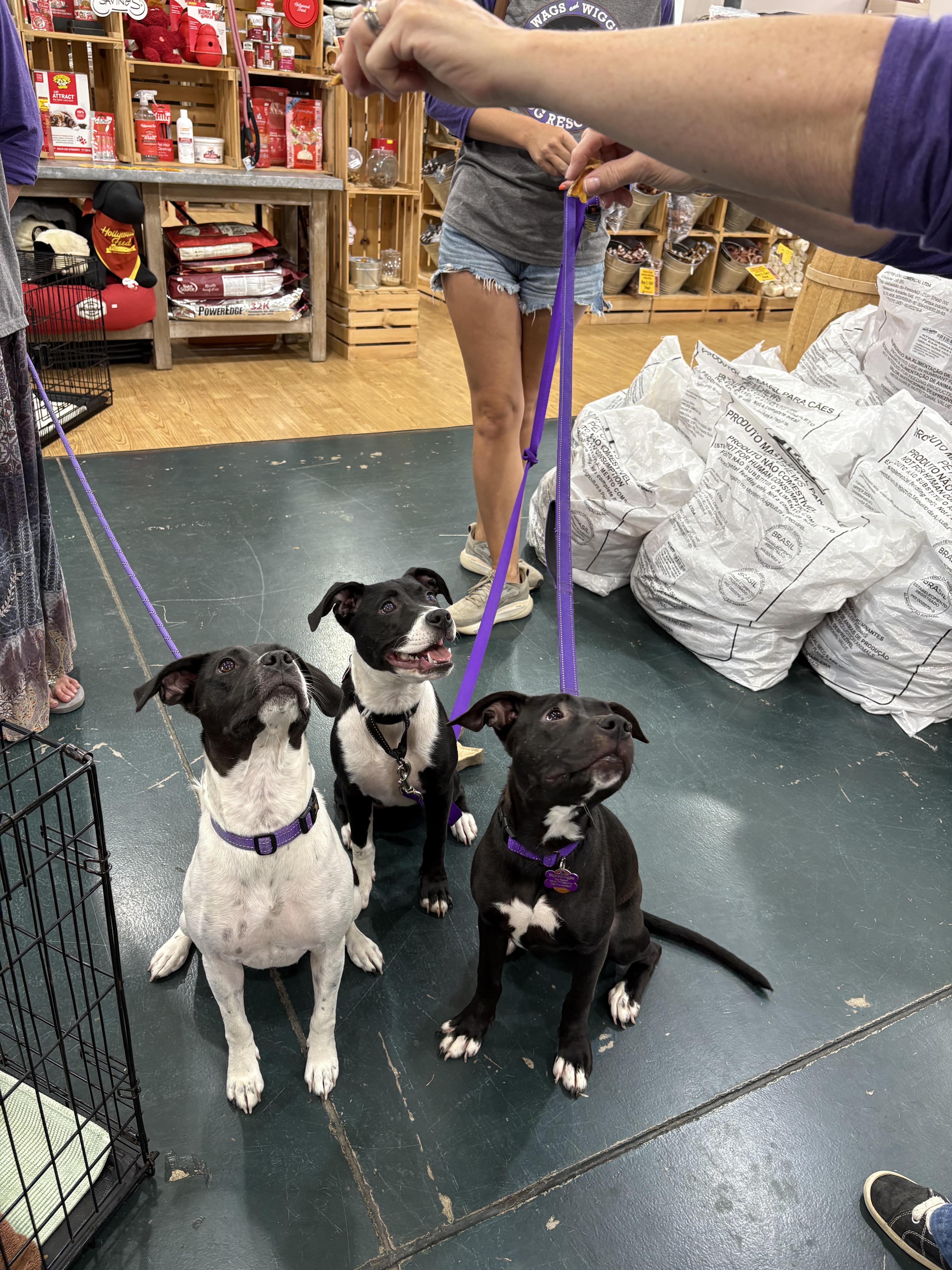 Enlarge Honey, a ADOPTABLE mixed breed in Cumming, GA image 4/5