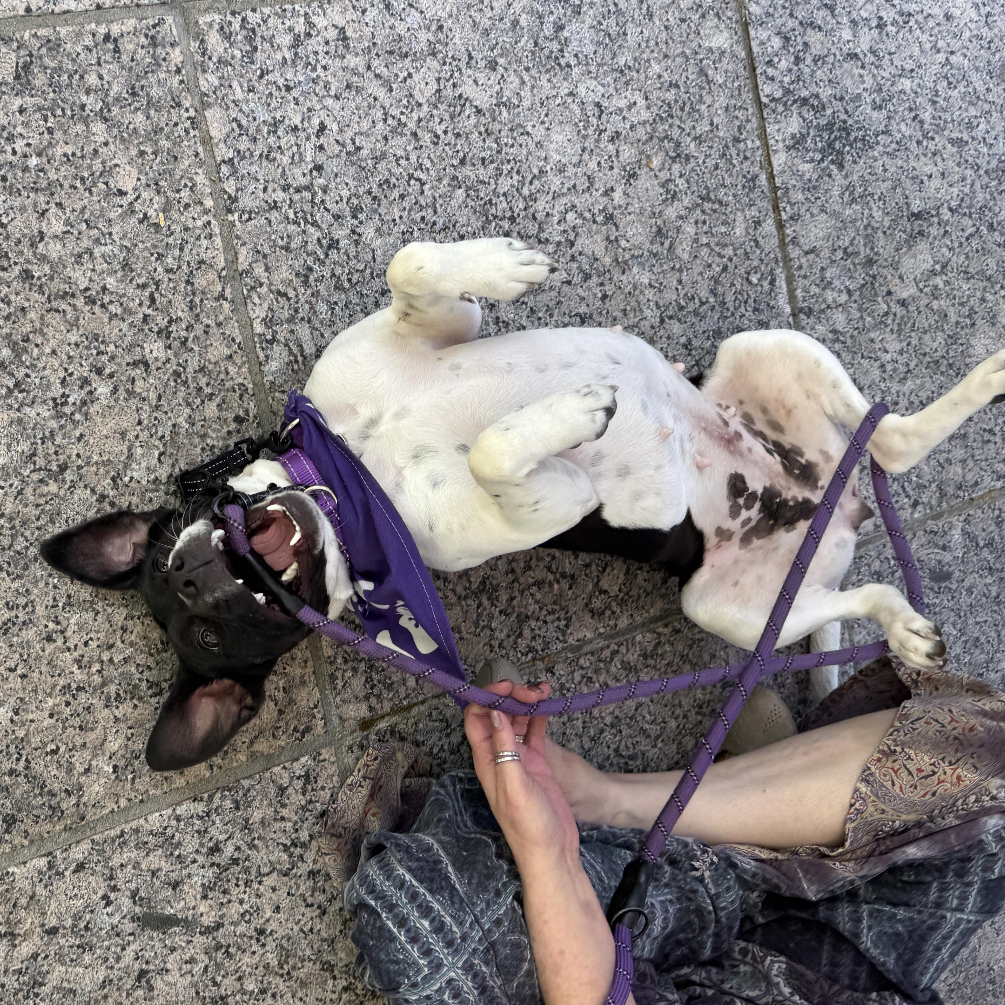 Enlarge Honey, a ADOPTABLE mixed breed in Cumming, GA image 5/5