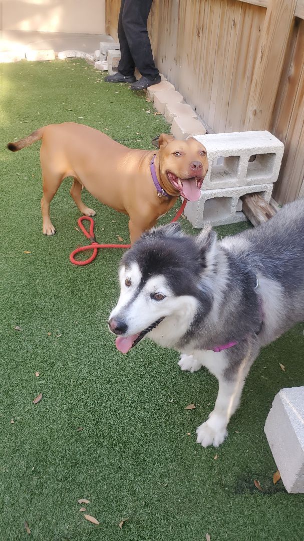 Enlarge BROWNIE, a Adoptable mixed breed in Largo, FL image 5/6