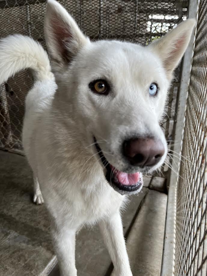 Enlarge Jasper, an adopted Husky in Oakdale, CA image 1/1