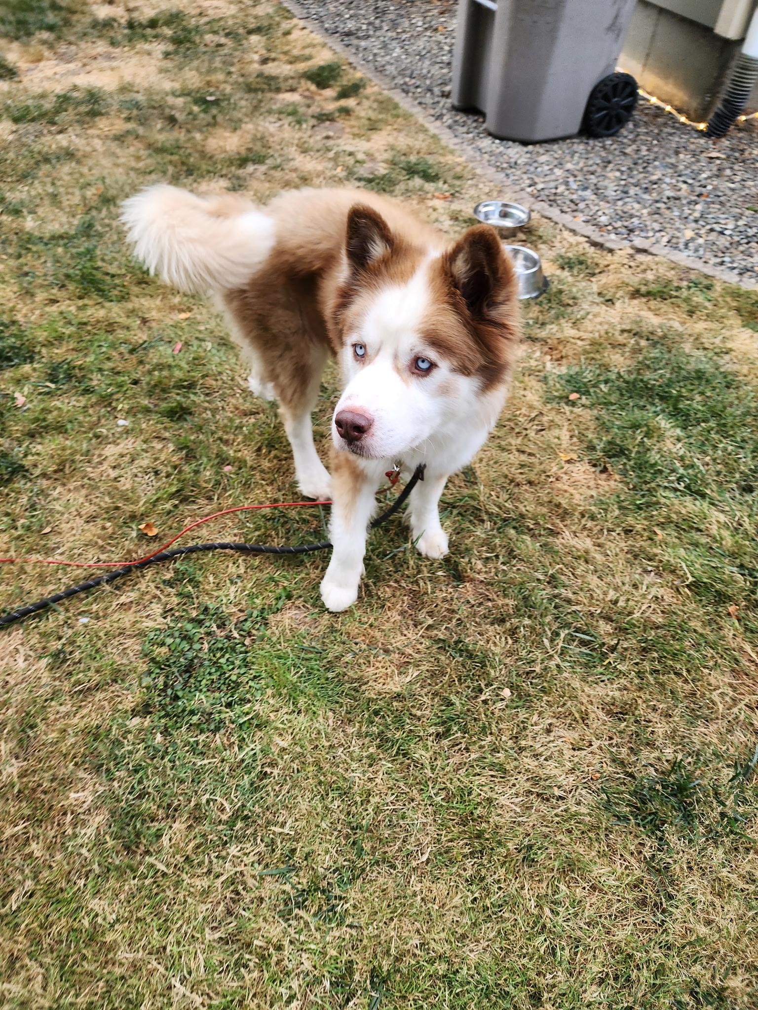 Enlarge Austin, a Adoptable Siberian Husky in Renton, WA image 4/4