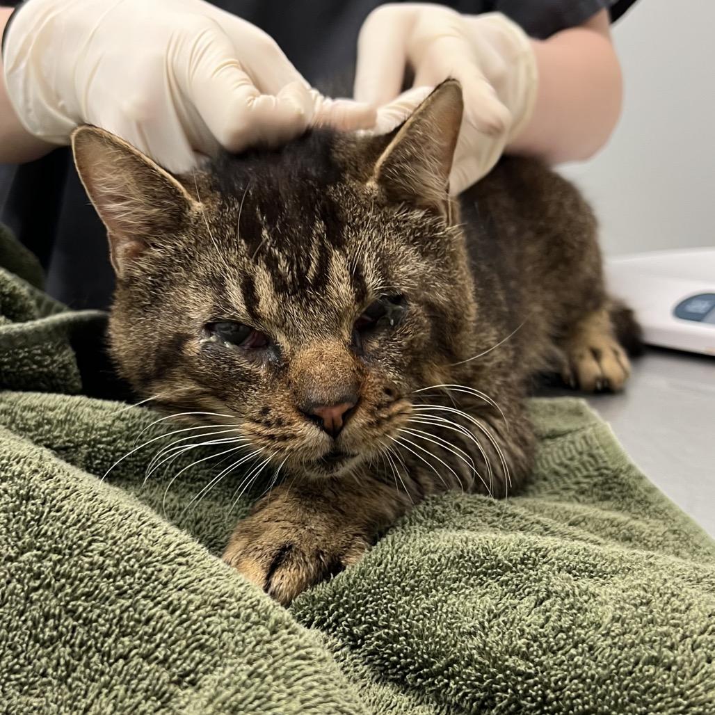 Enlarge Grand, a Adoptable Domestic Short Hair in Jacksonville, FL image 1/2